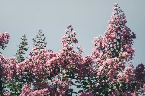 Pink Crepe Myrtle Under Blue Sky
