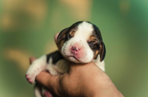 Newborn Beagle Puppy Held In Hand