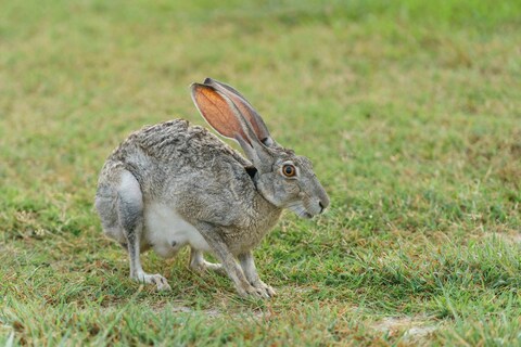 Wild Hare on Grassland