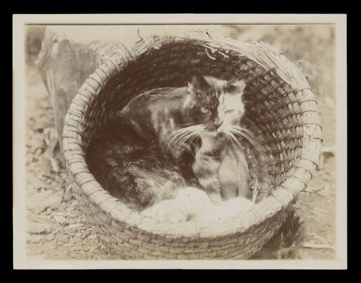 Two Cats in Wicker Basket