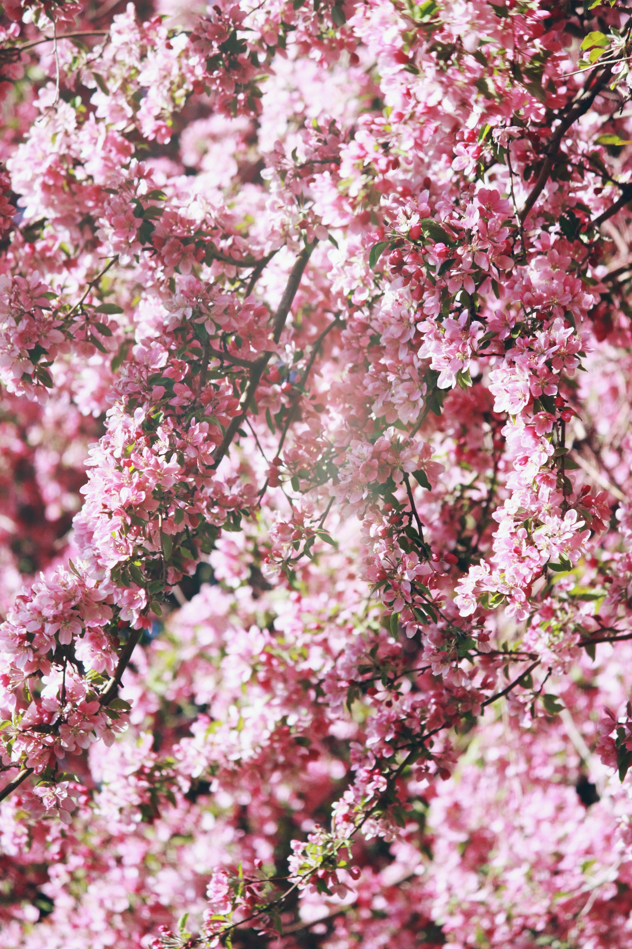 Blooming Pink Cherry Blossoms