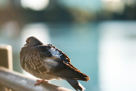 Pigeon Resting on Railing By Water