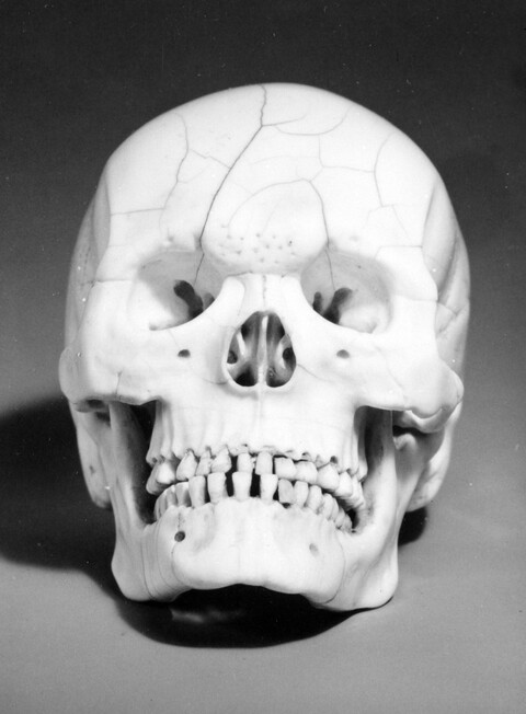 Front View Human Skull