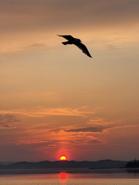 Seagull Flying at Sunset Over Water