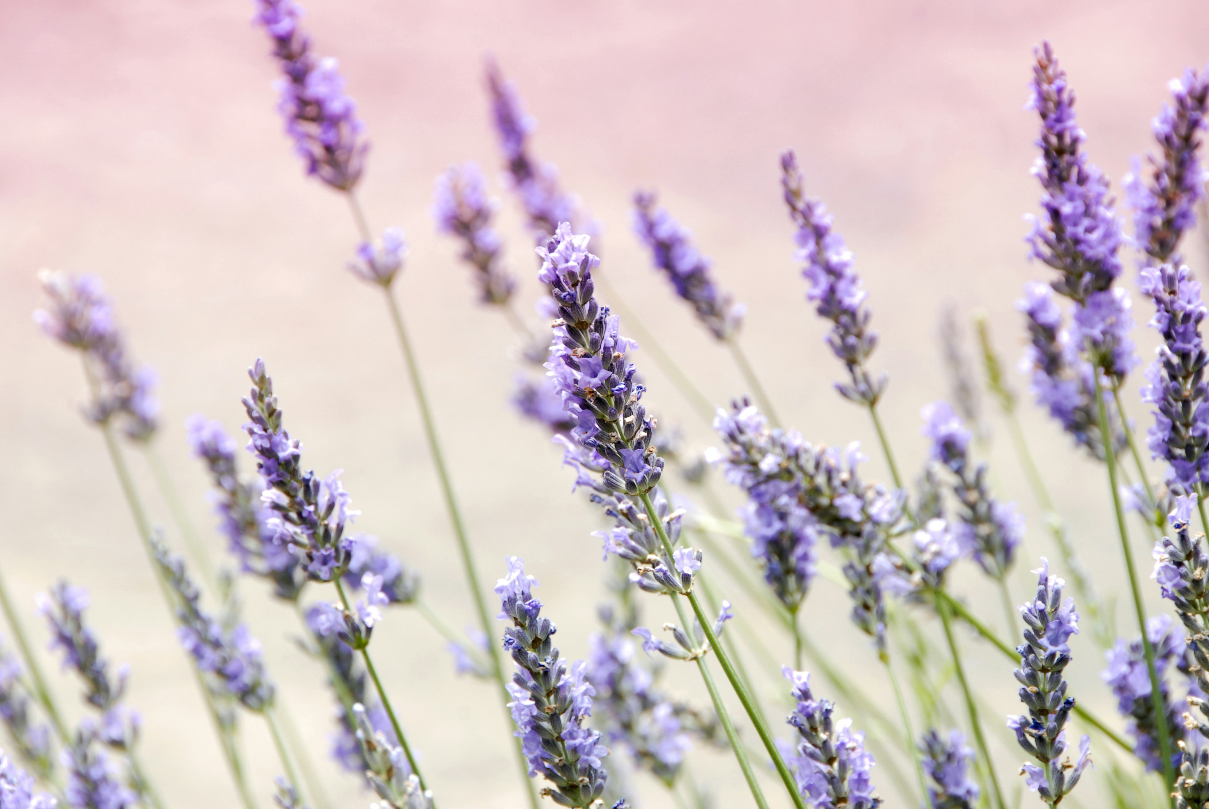 Blooming Lavender Stalks