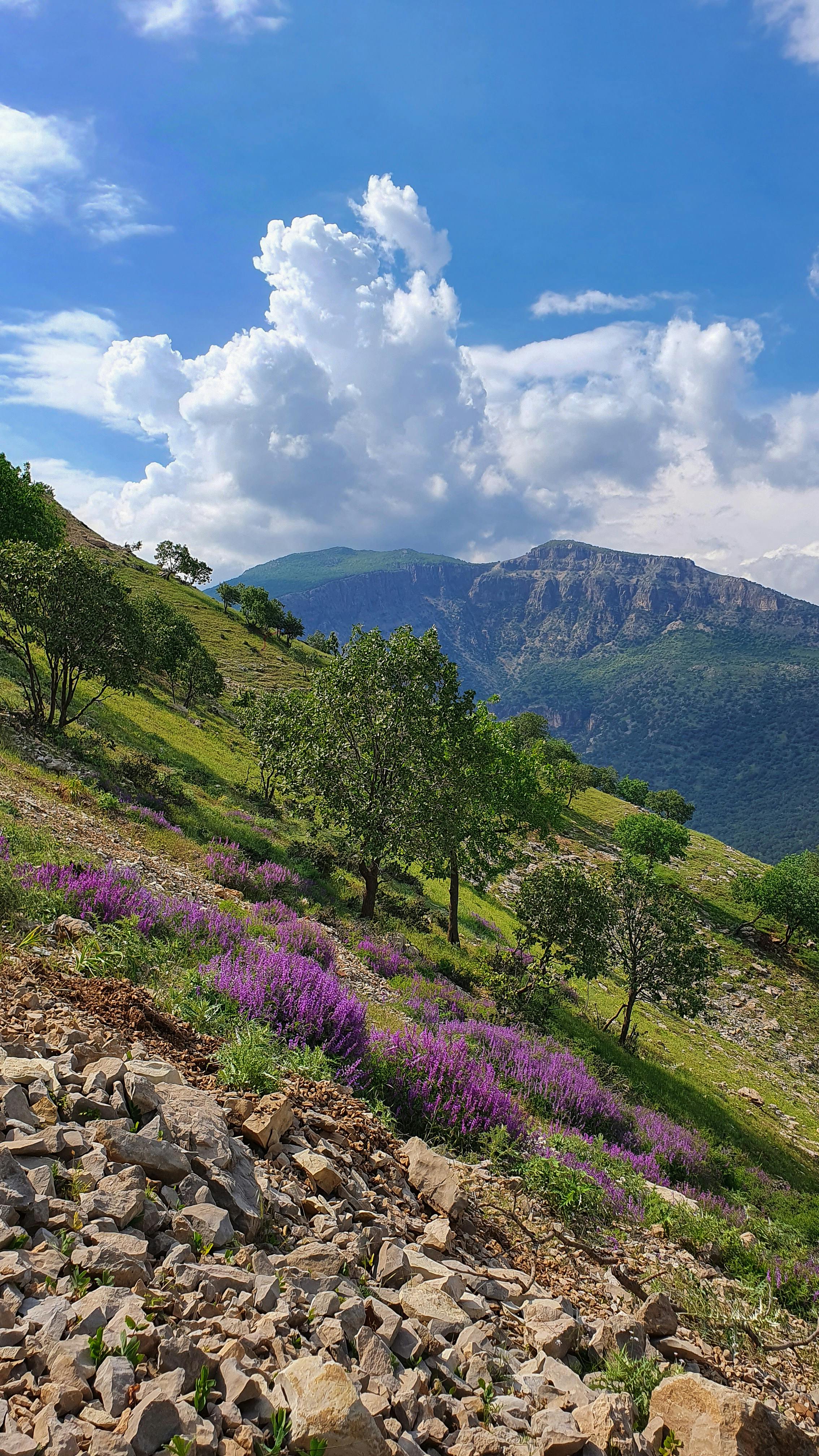 Sunny Mountain Wildflower Landscape