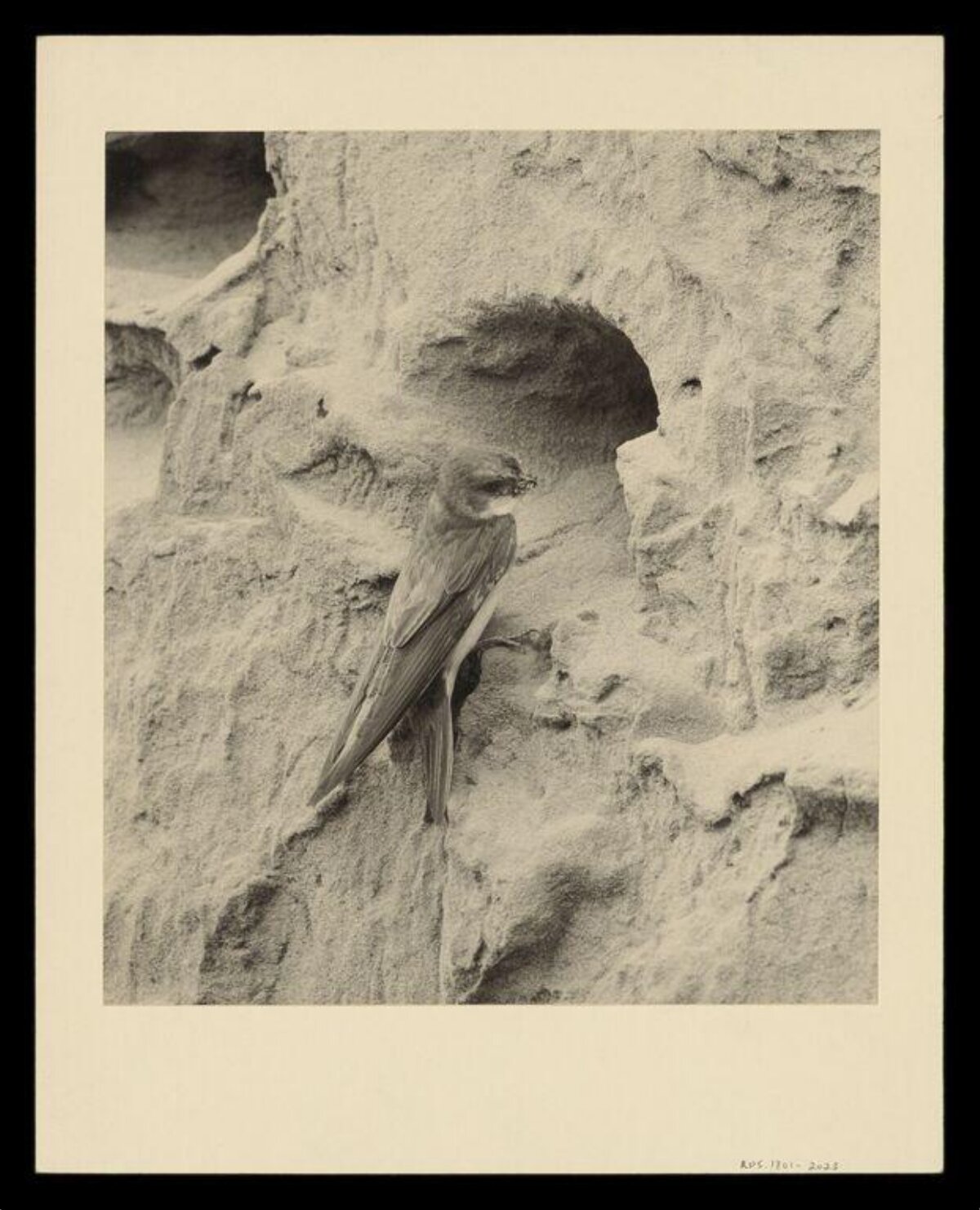 Swallow Perched at Nest Burrow