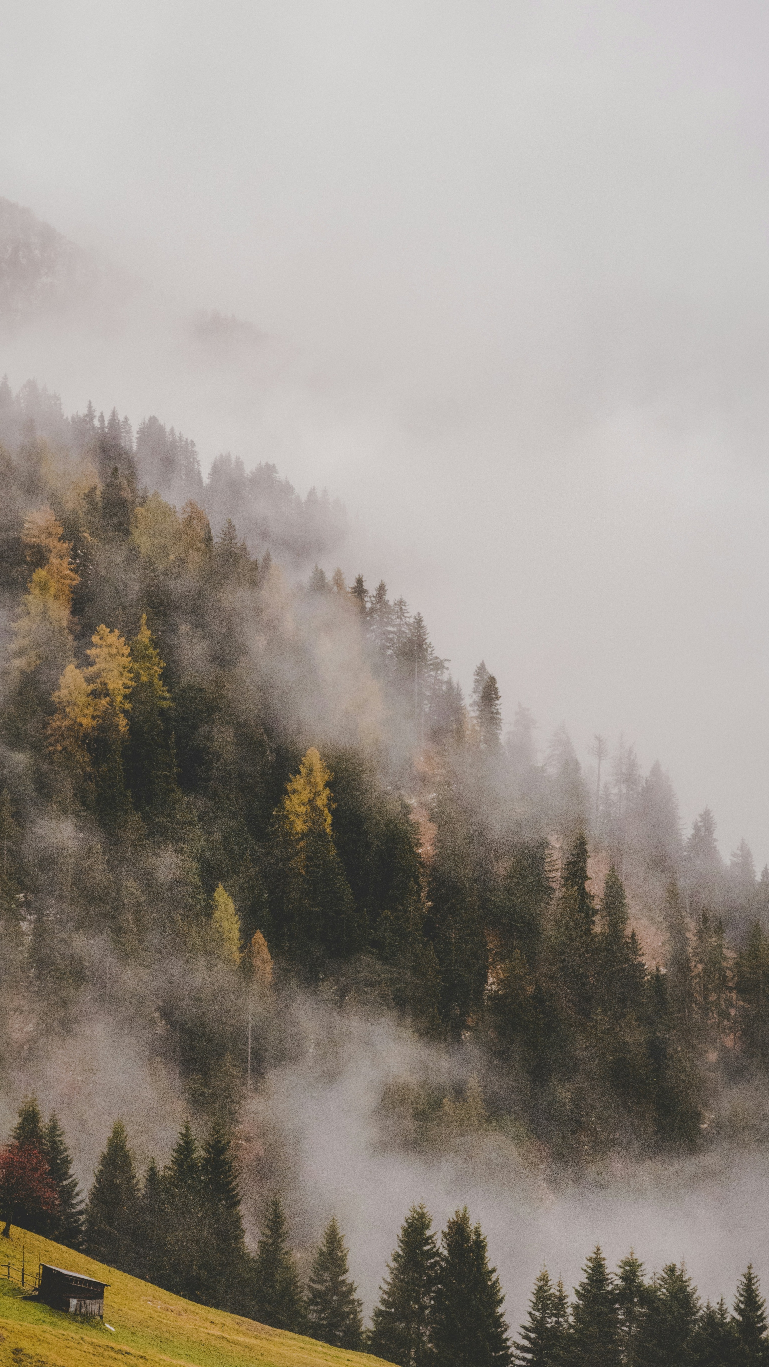 Foggy Autumn Mountain Forest