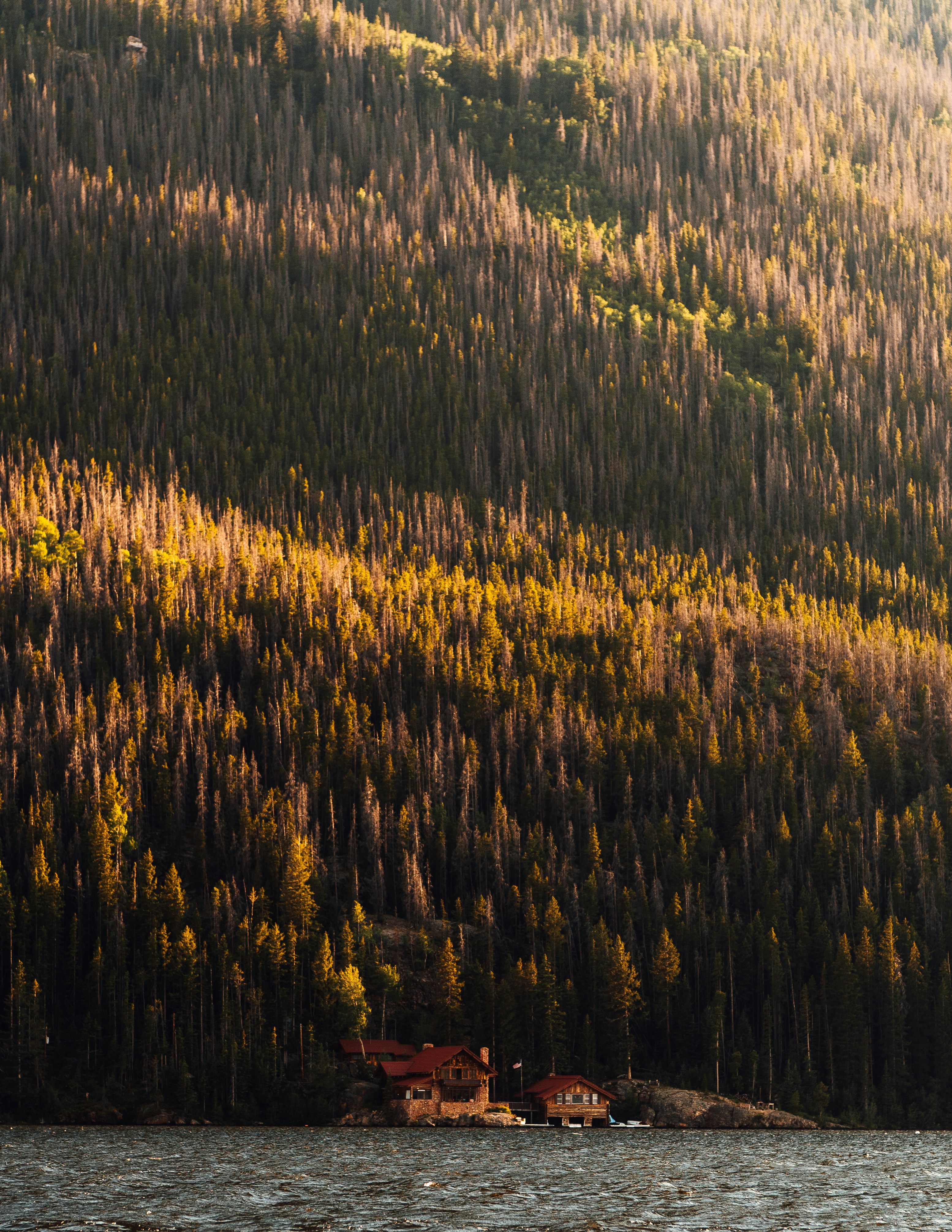 Lakeside Cabins in Sunlit Forest