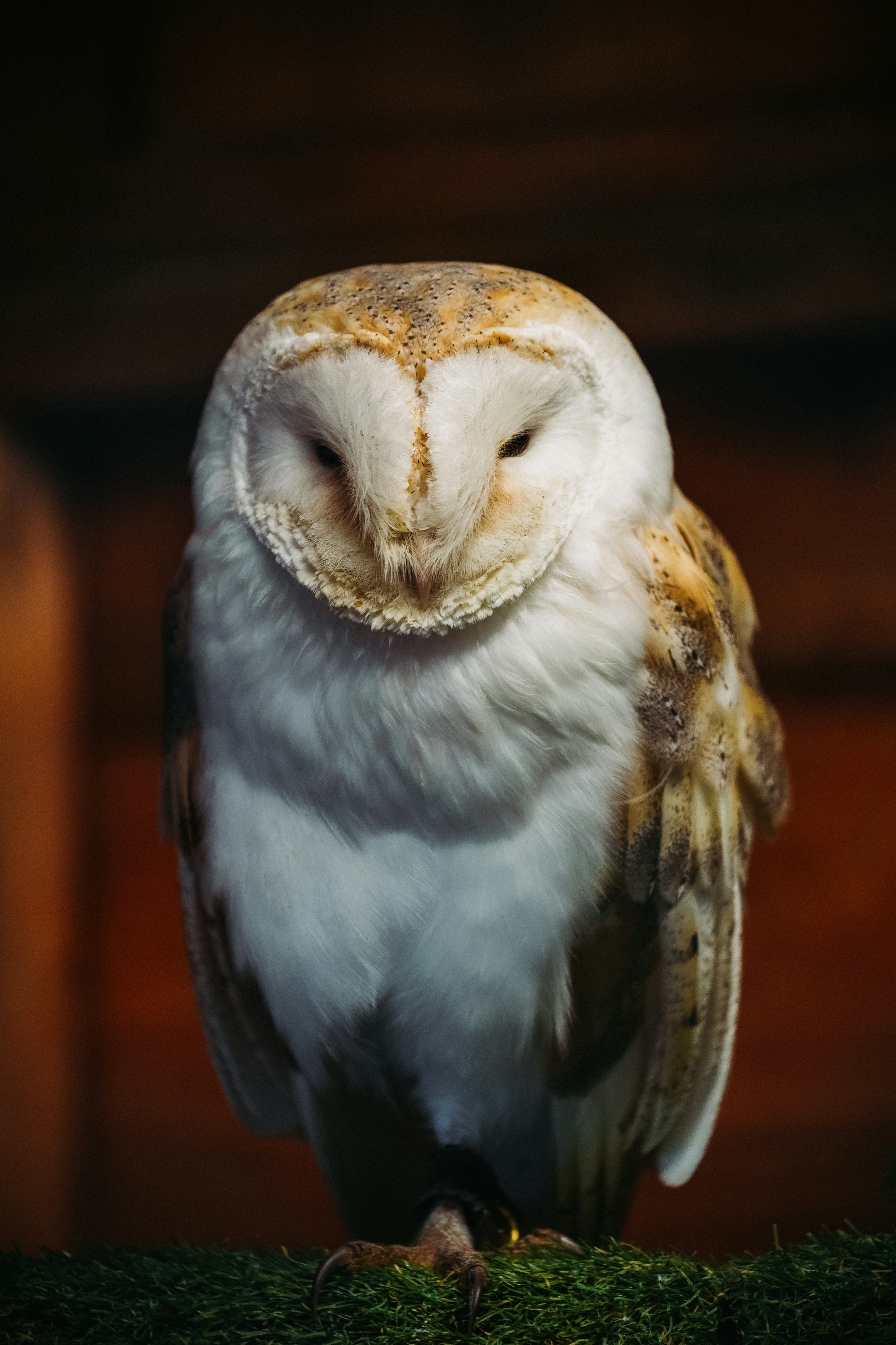 Barn Owl Perched on Grass