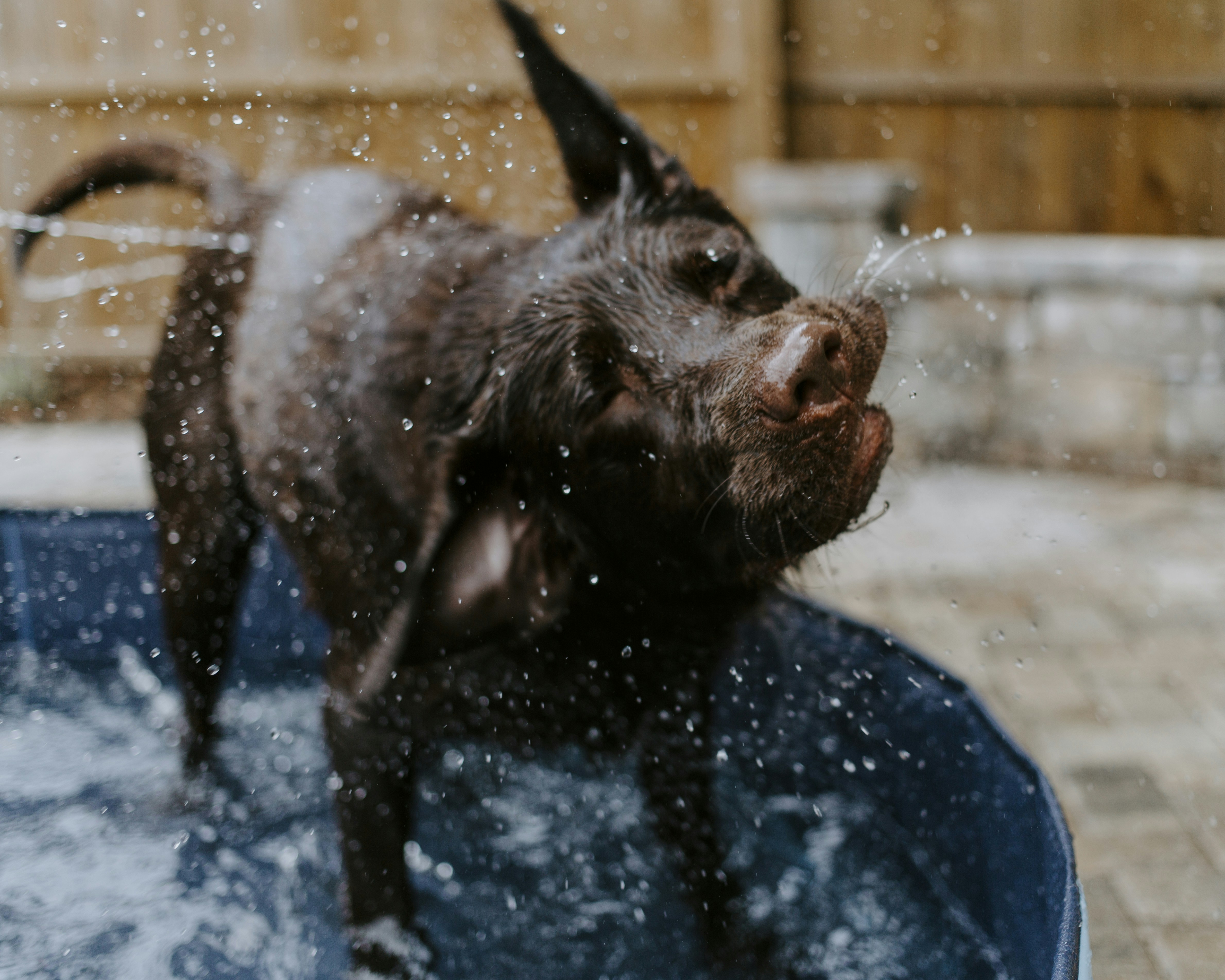 Chocolate Lab Shaking Water in Pool