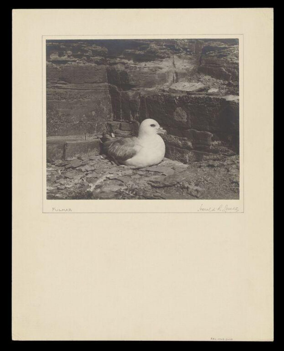 Fulmar Resting on Rocky Cliff