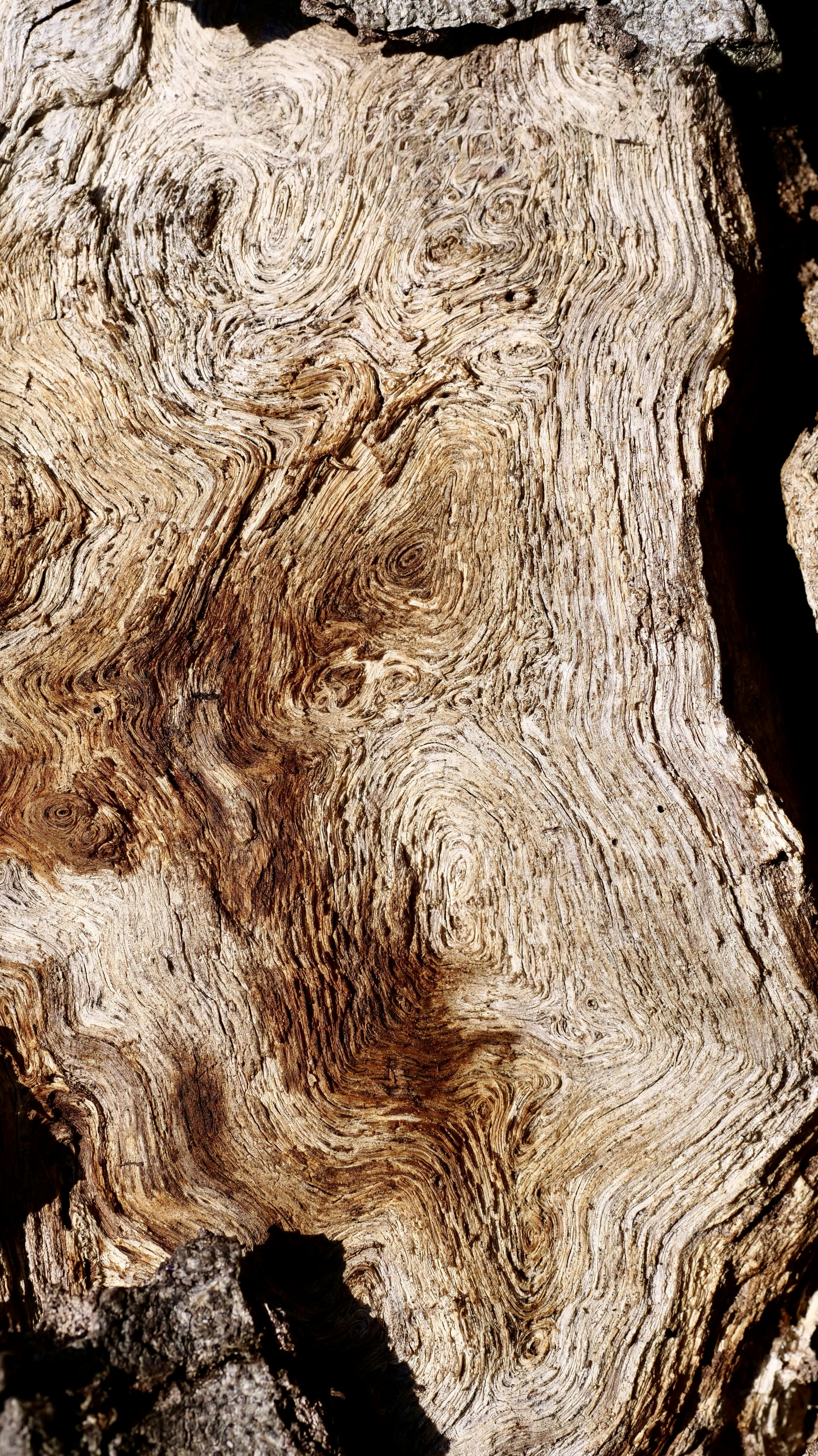 Weathered Burl Wood Grain Close-Up