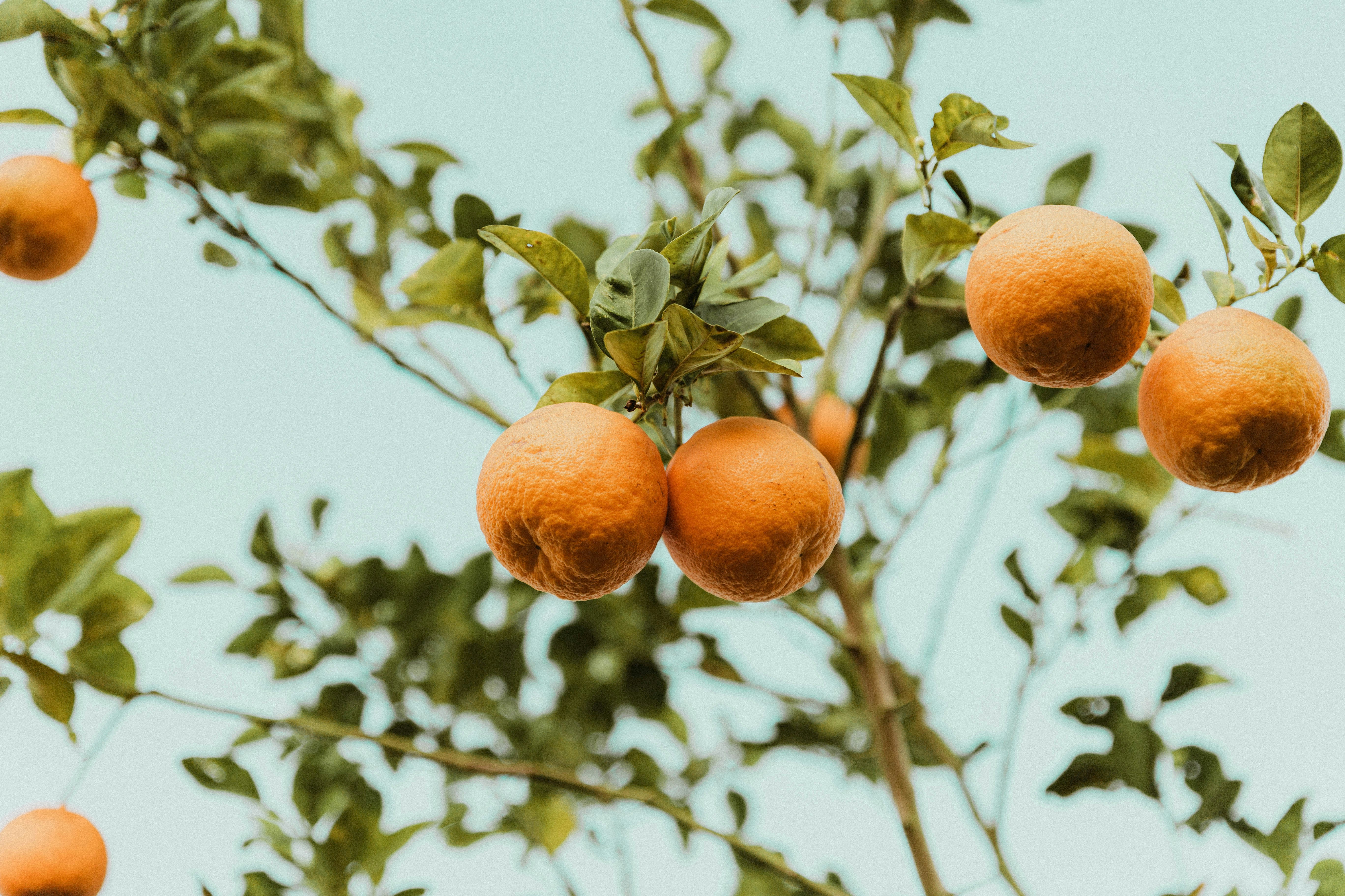 Oranges Hanging on Orange Tree