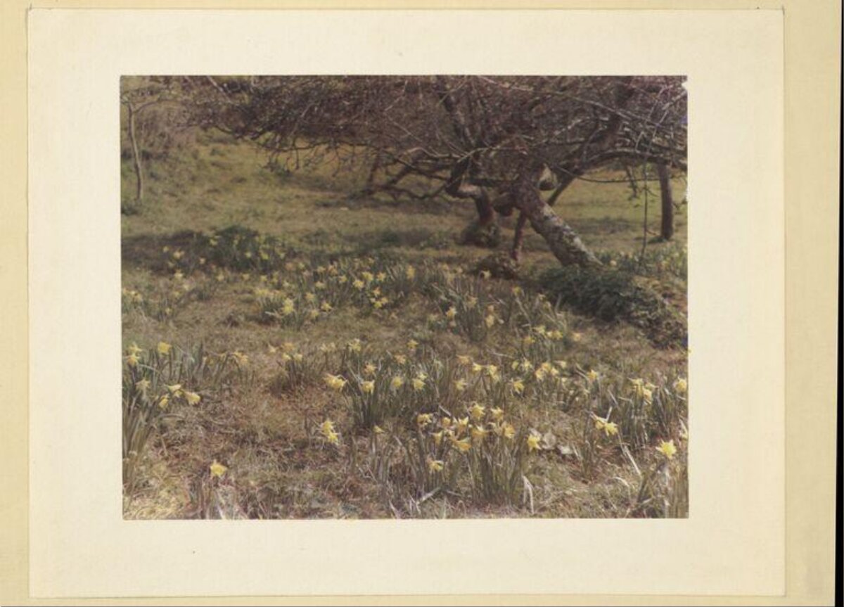 Yellow Daffodils on Grassy Hillside