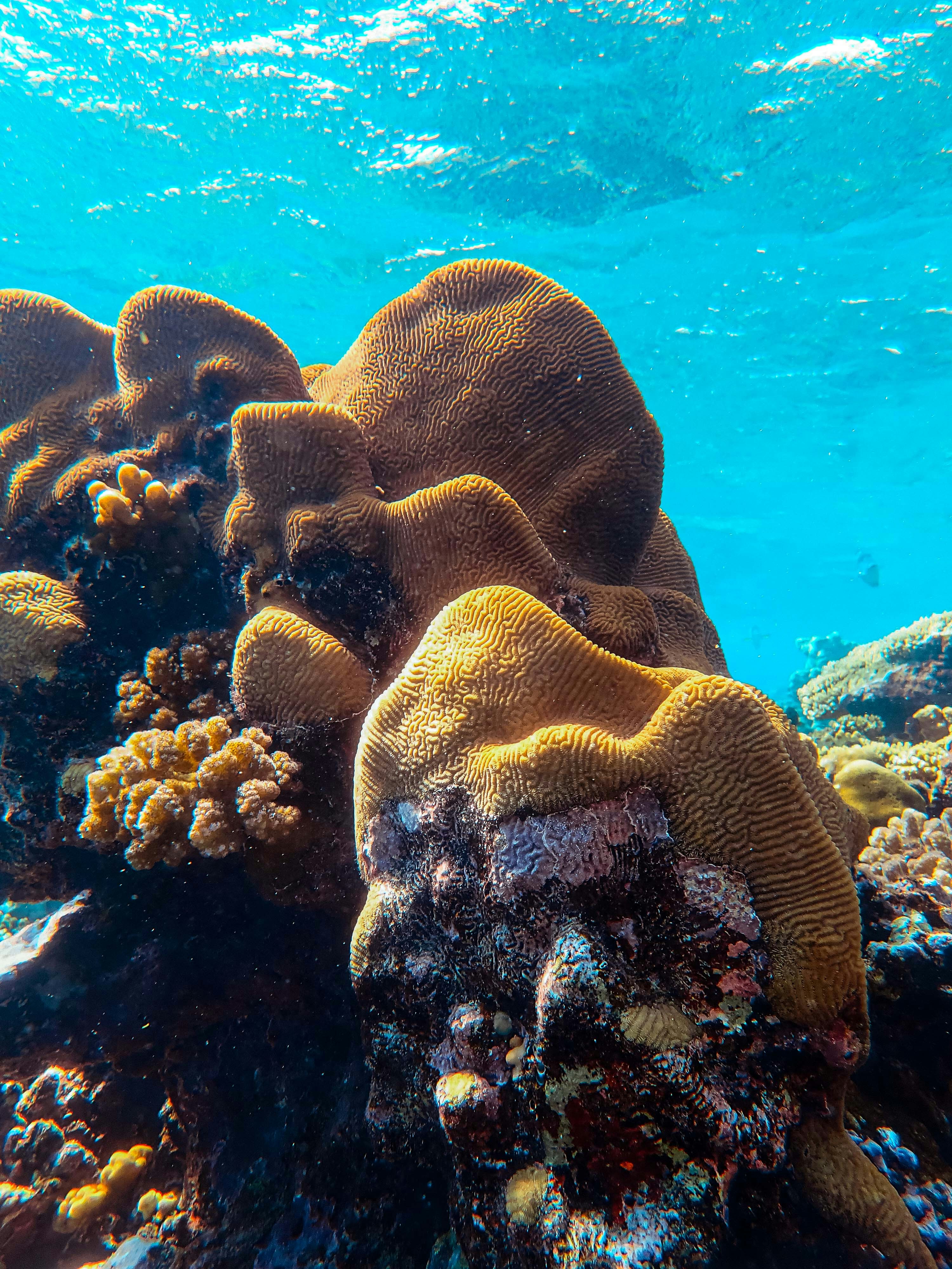 Underwater Brain Coral Colony