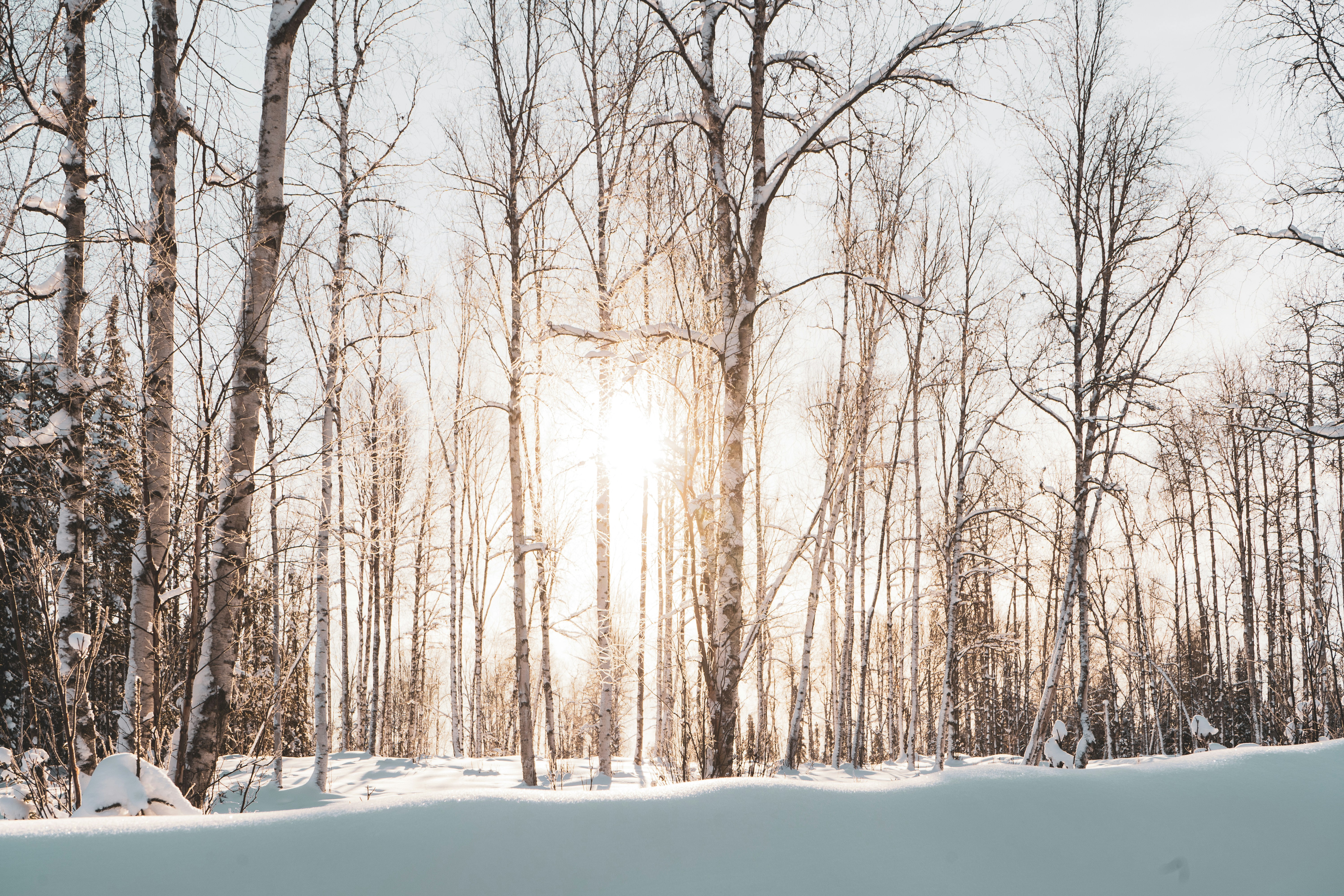 Sunlit Snowy Birch Forest
