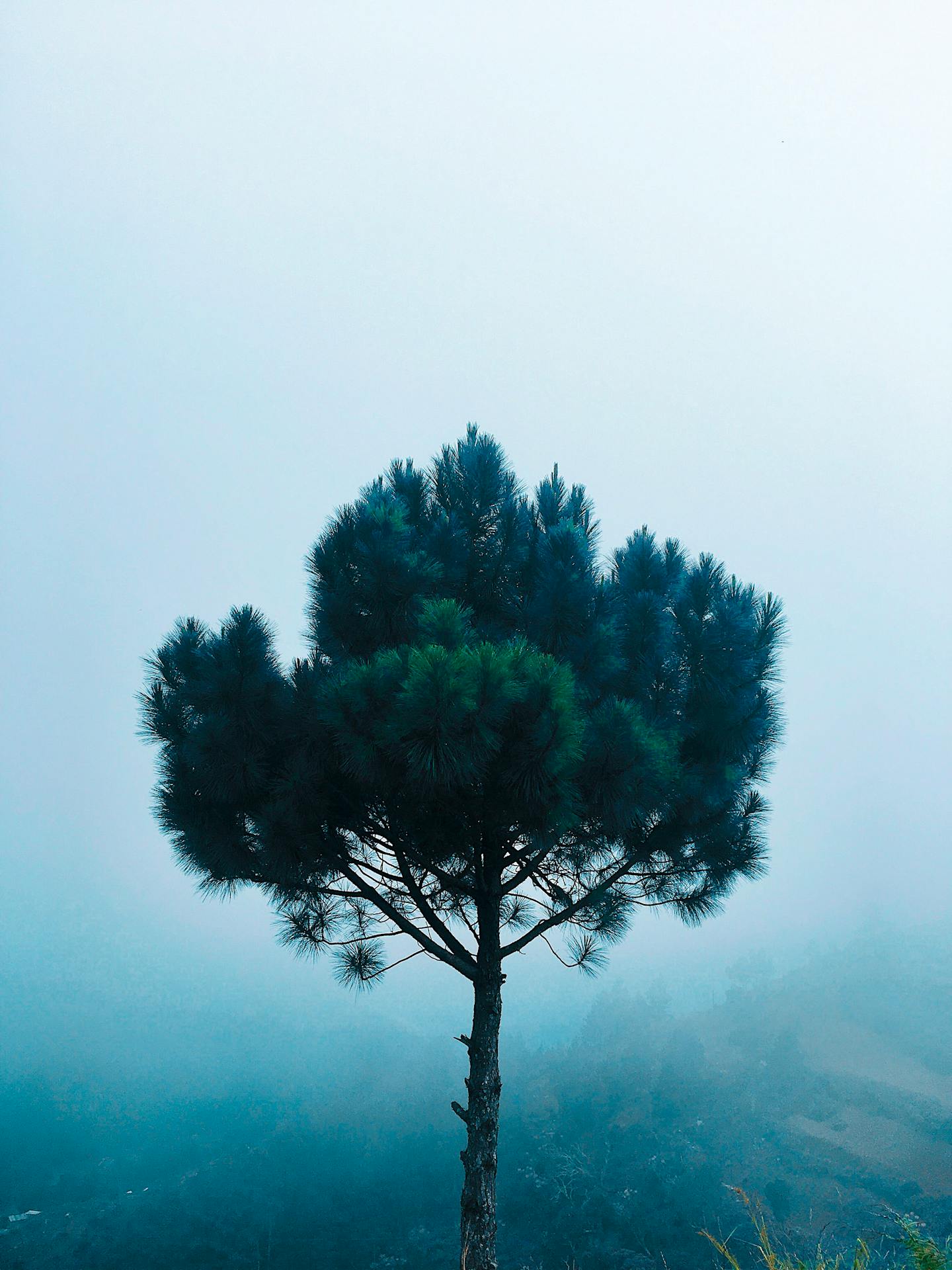 Lone Pine in Fog