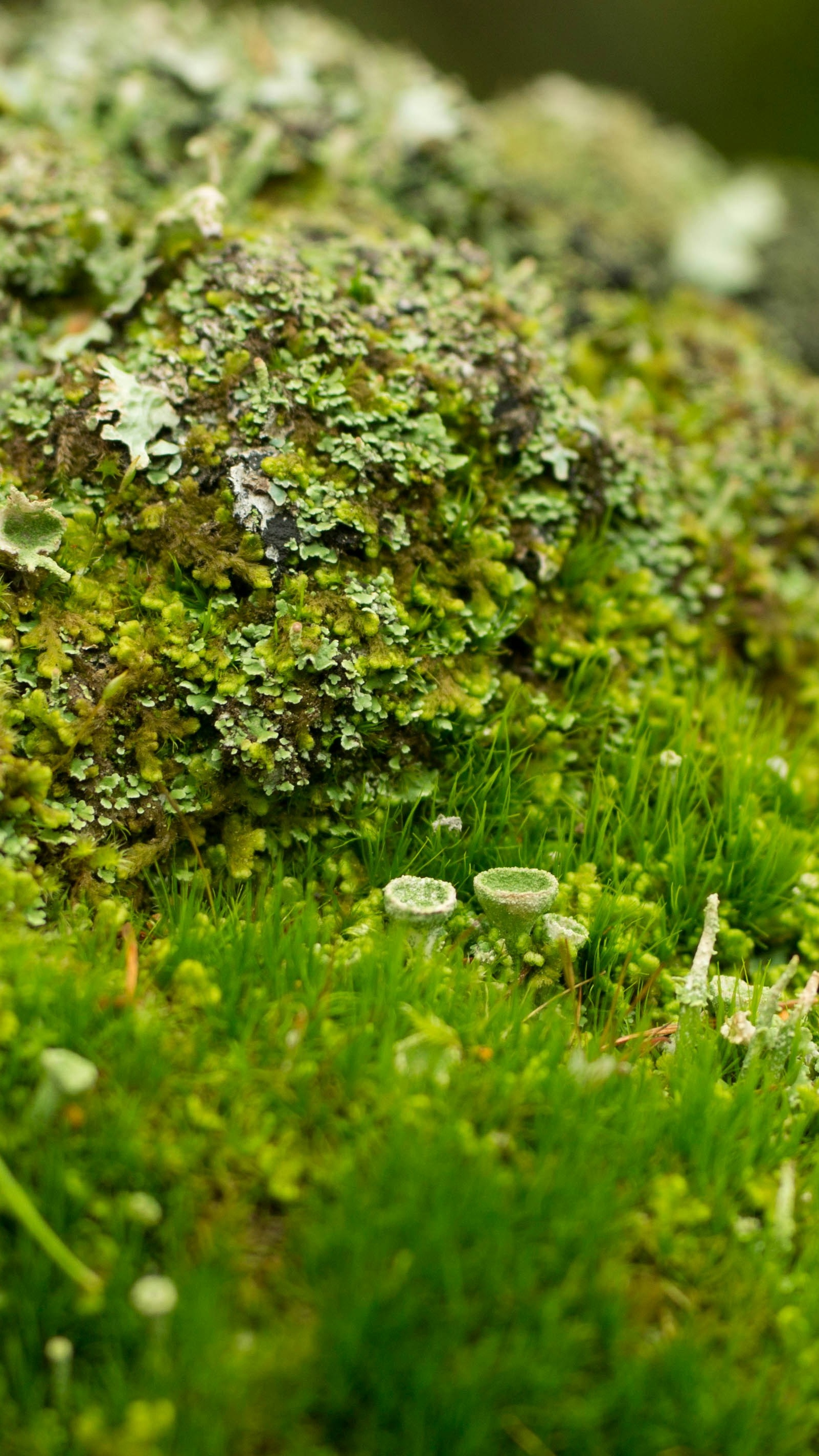 Forest & Flora