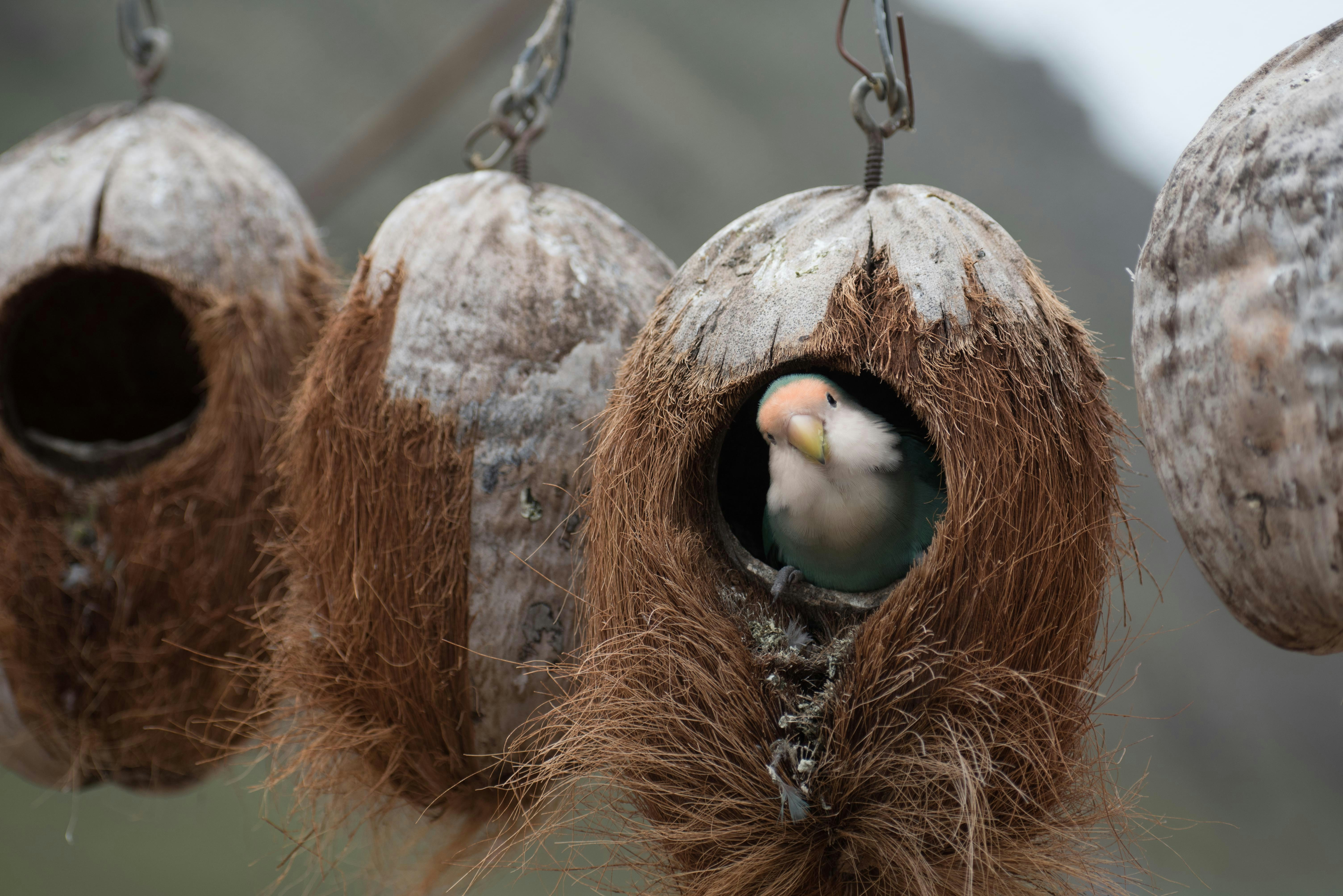 Lovebird peeking from coconut birdhouse