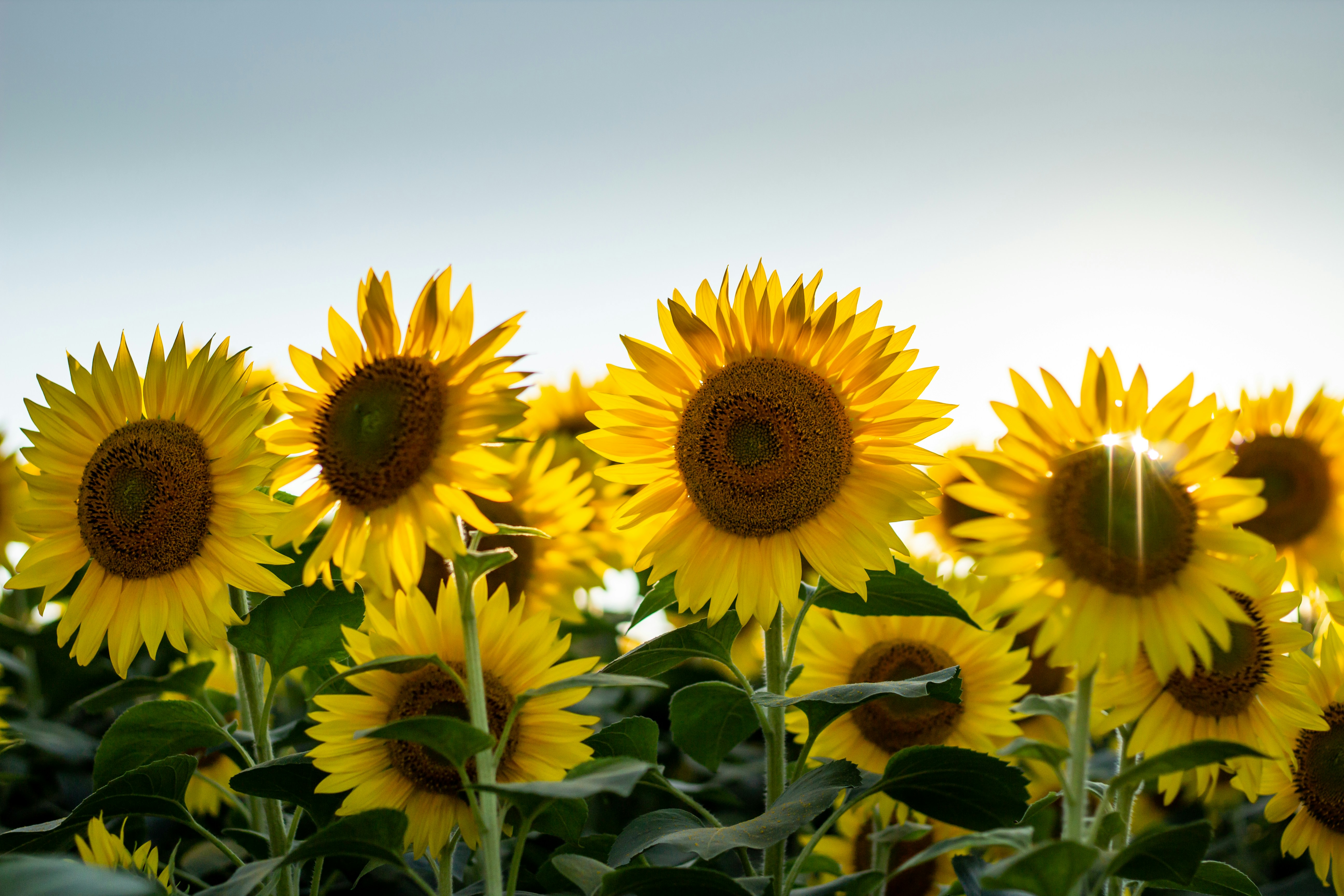Sunflower Field on Sunny Day