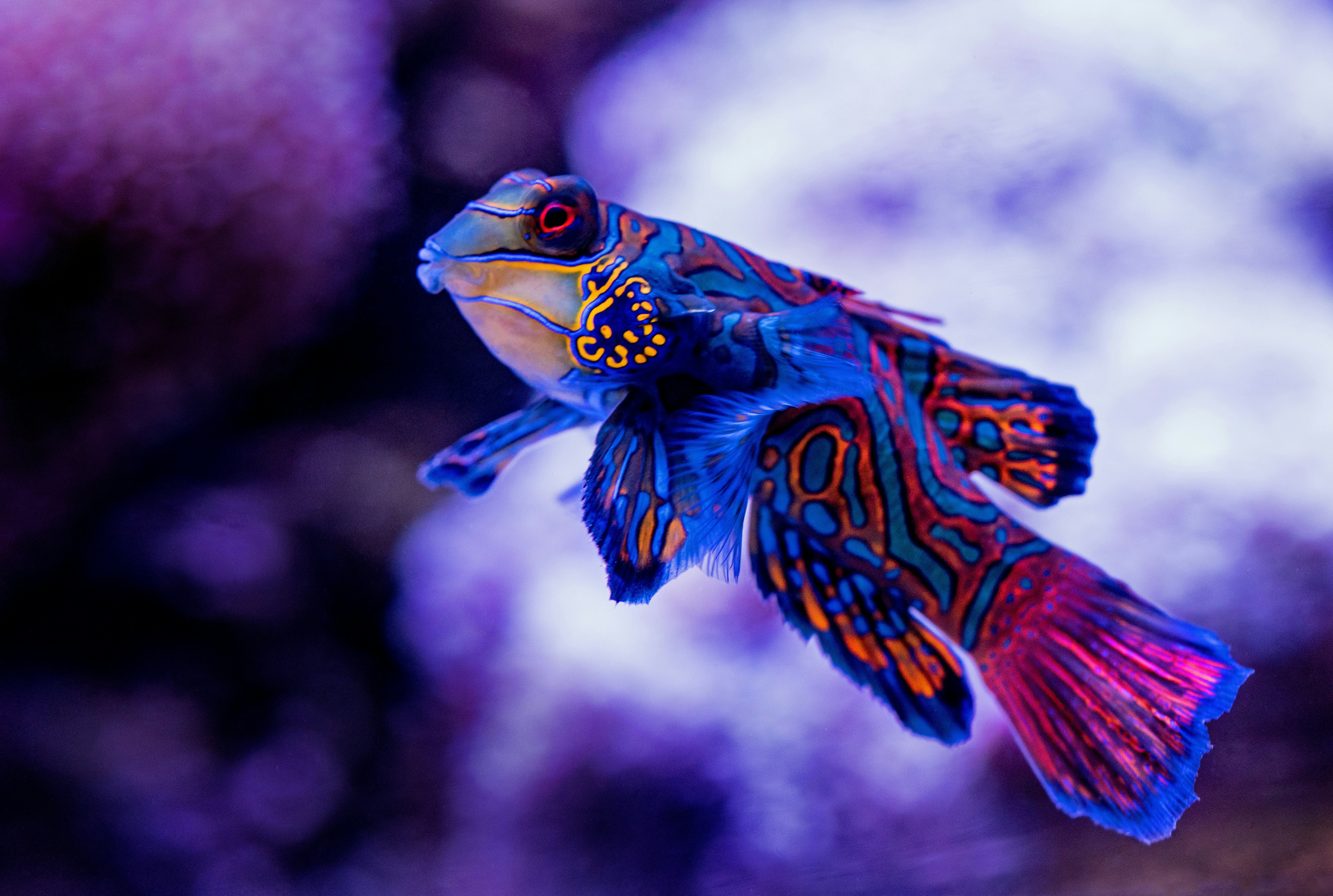 Colorful Mandarin Fish Underwater