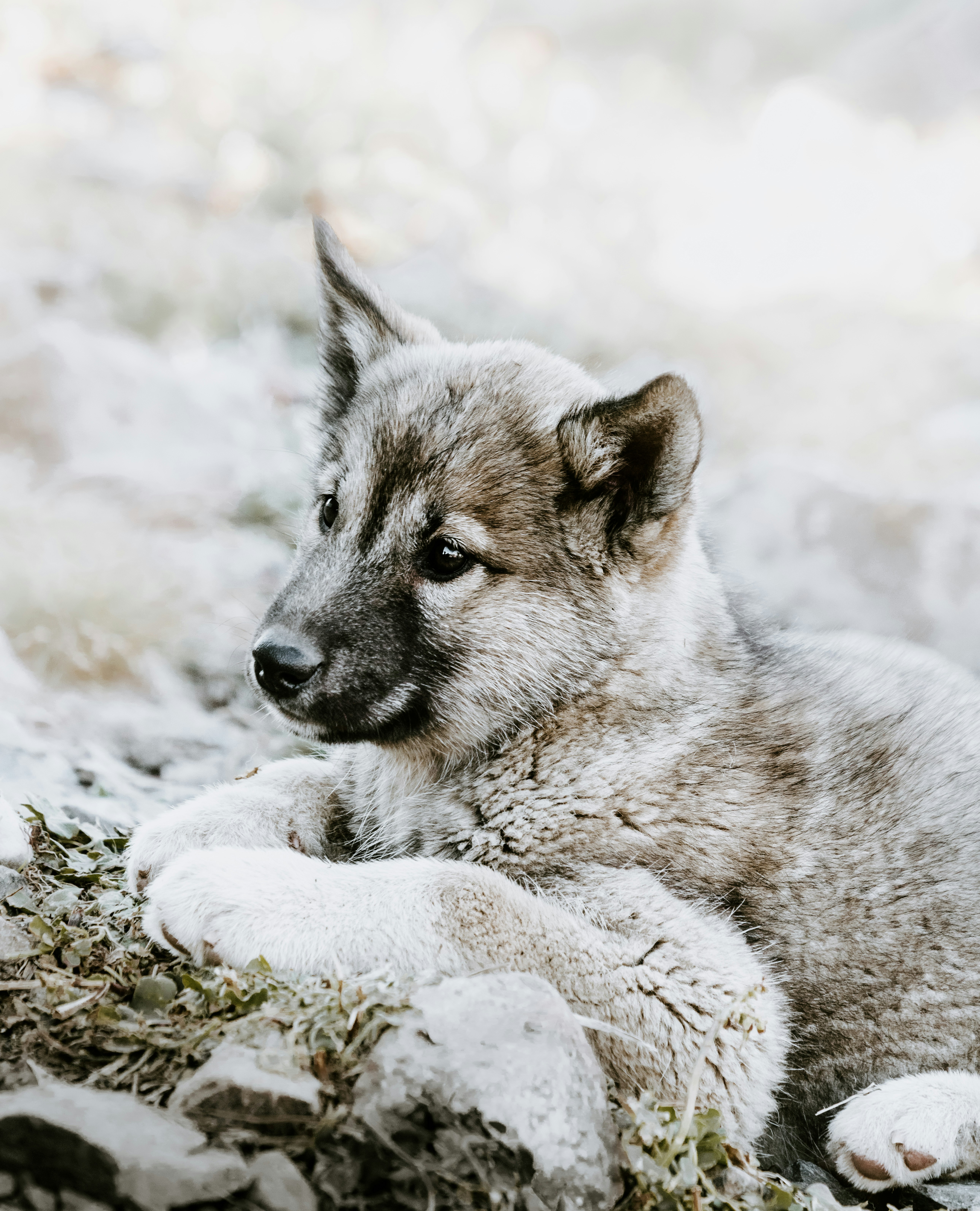 Young Wolf Pup Resting Outdoors