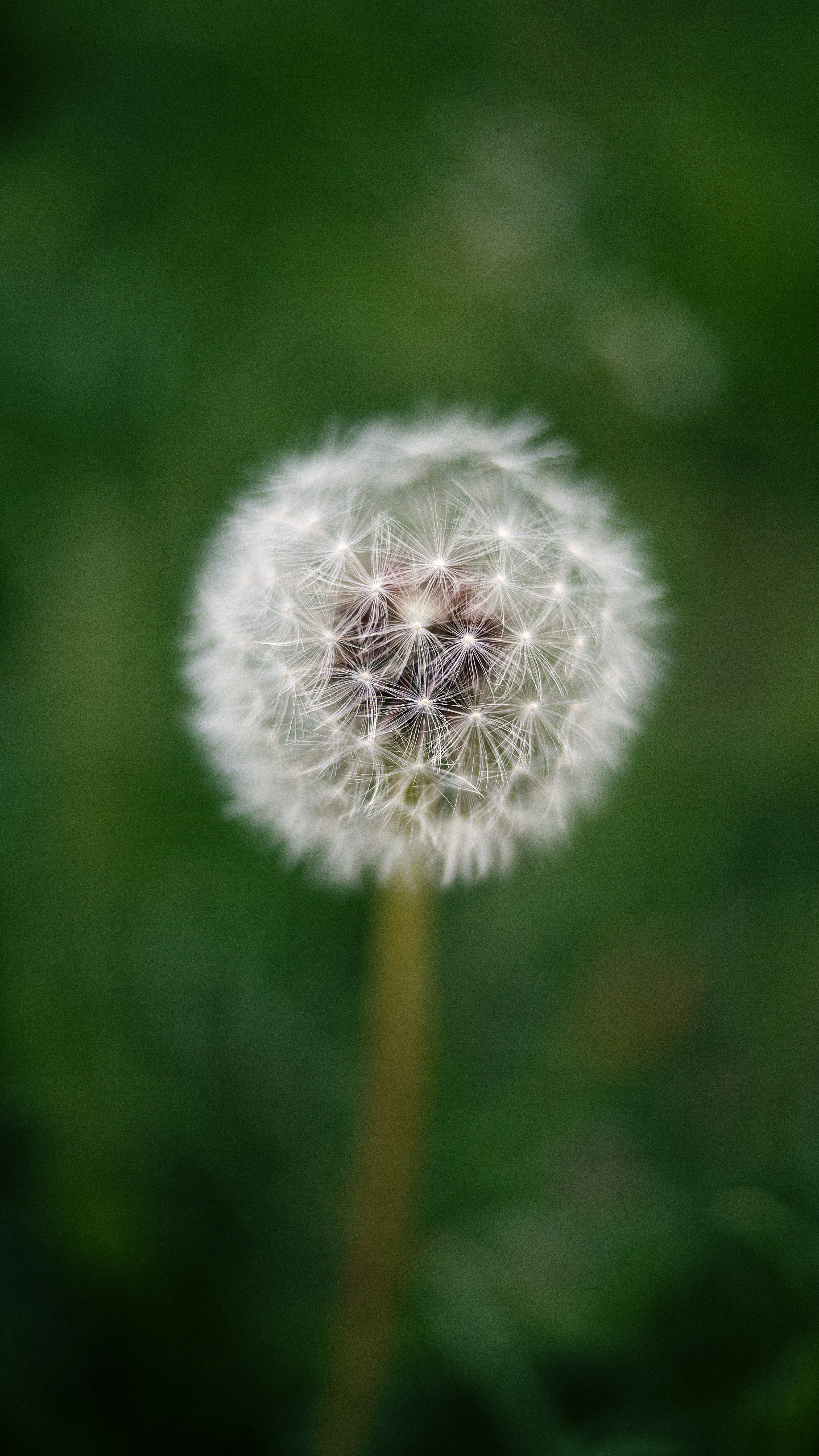 Close-Up Dandelion Seed Head