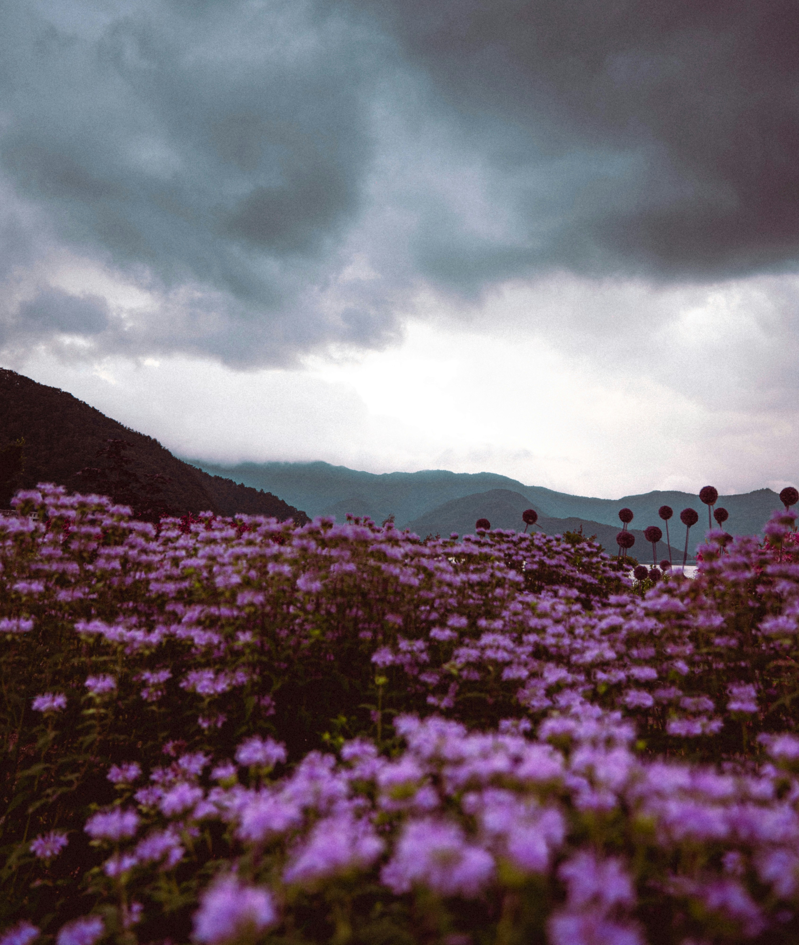 Purple Flower Field Under Cloudy Mountains