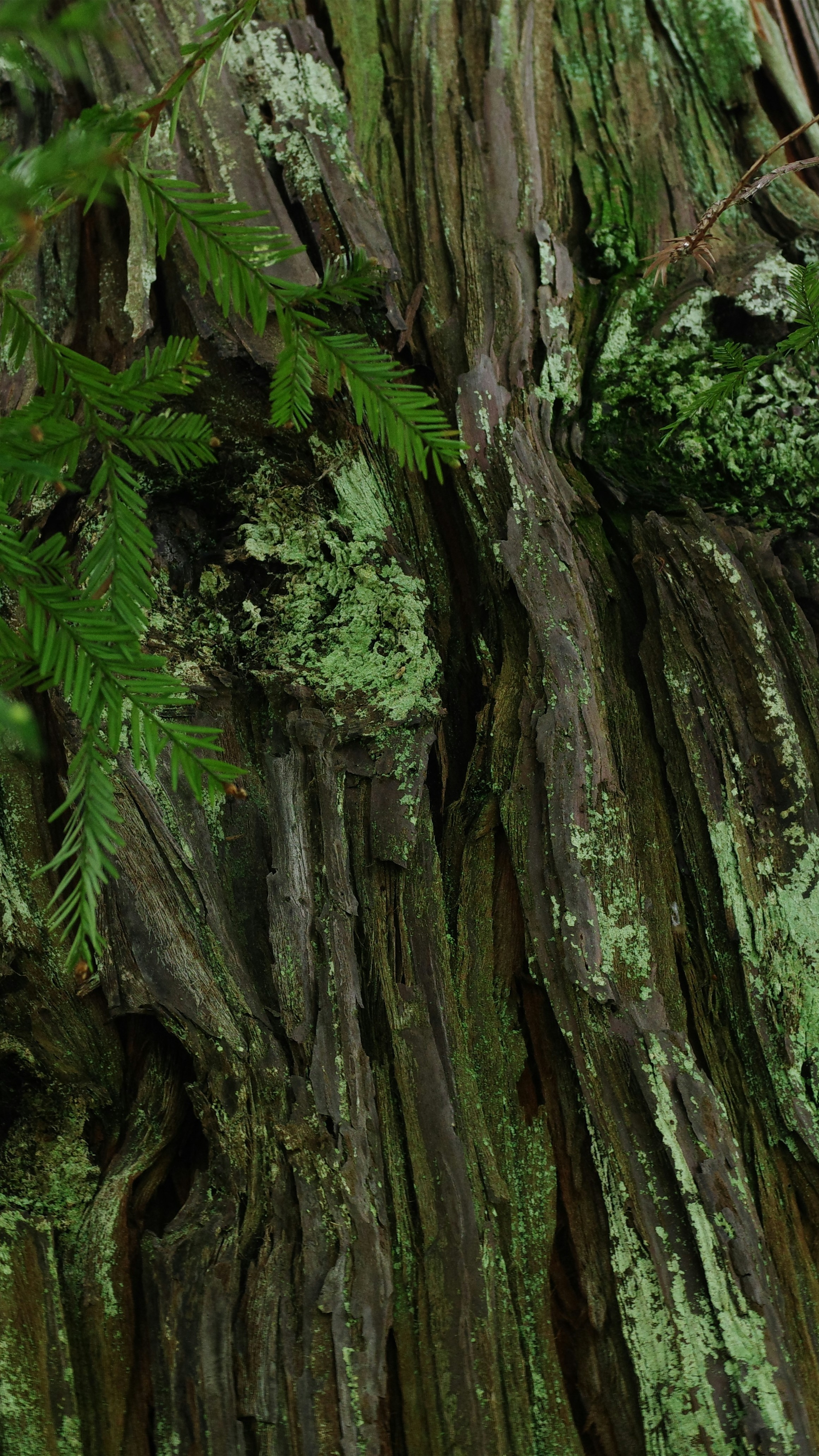 Close Up of Mossy Tree Bark