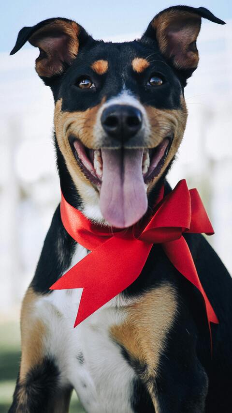 Happy Dog Wearing Red Bow