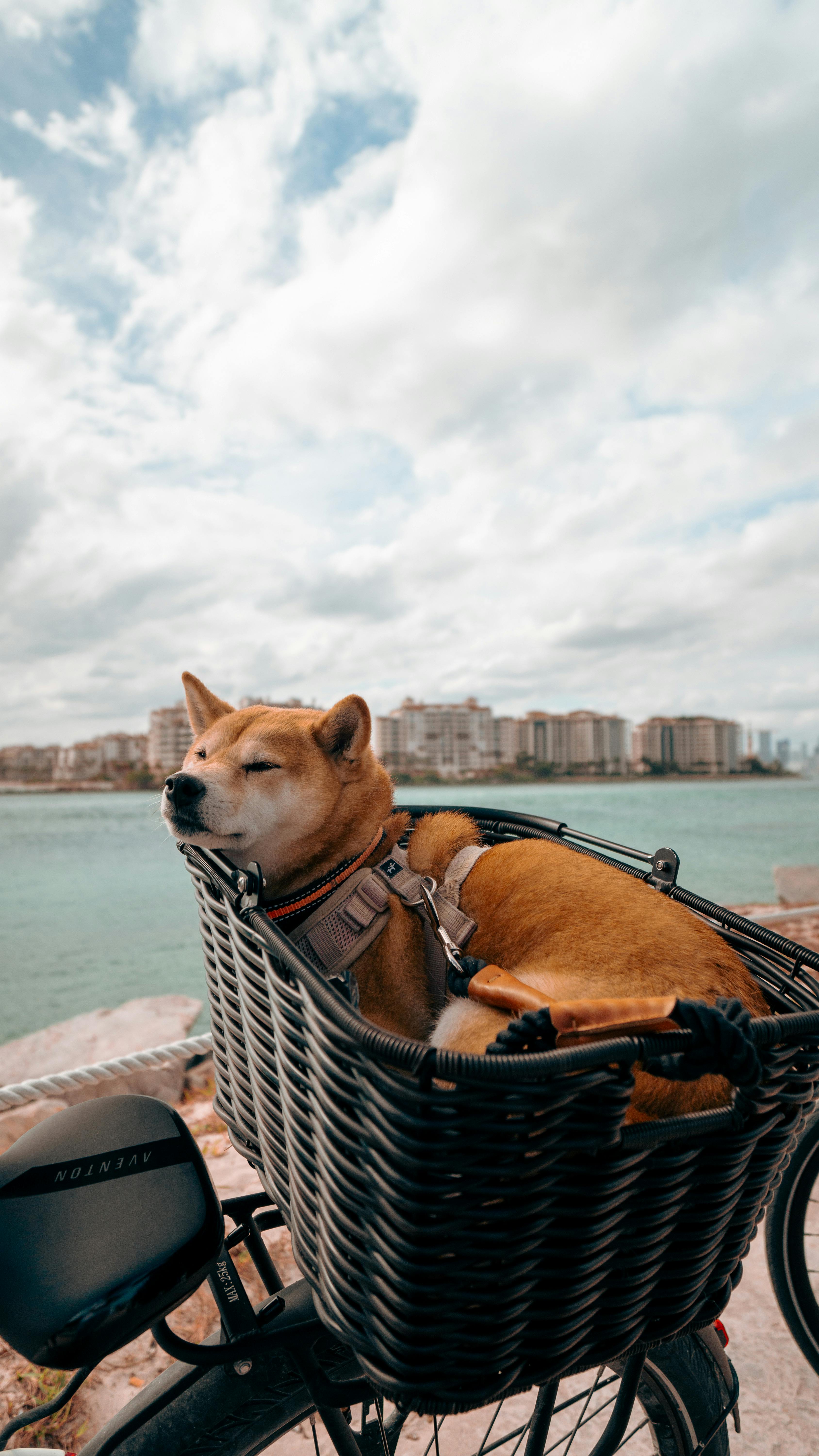 Shiba Inu in Bicycle Basket by Waterfront