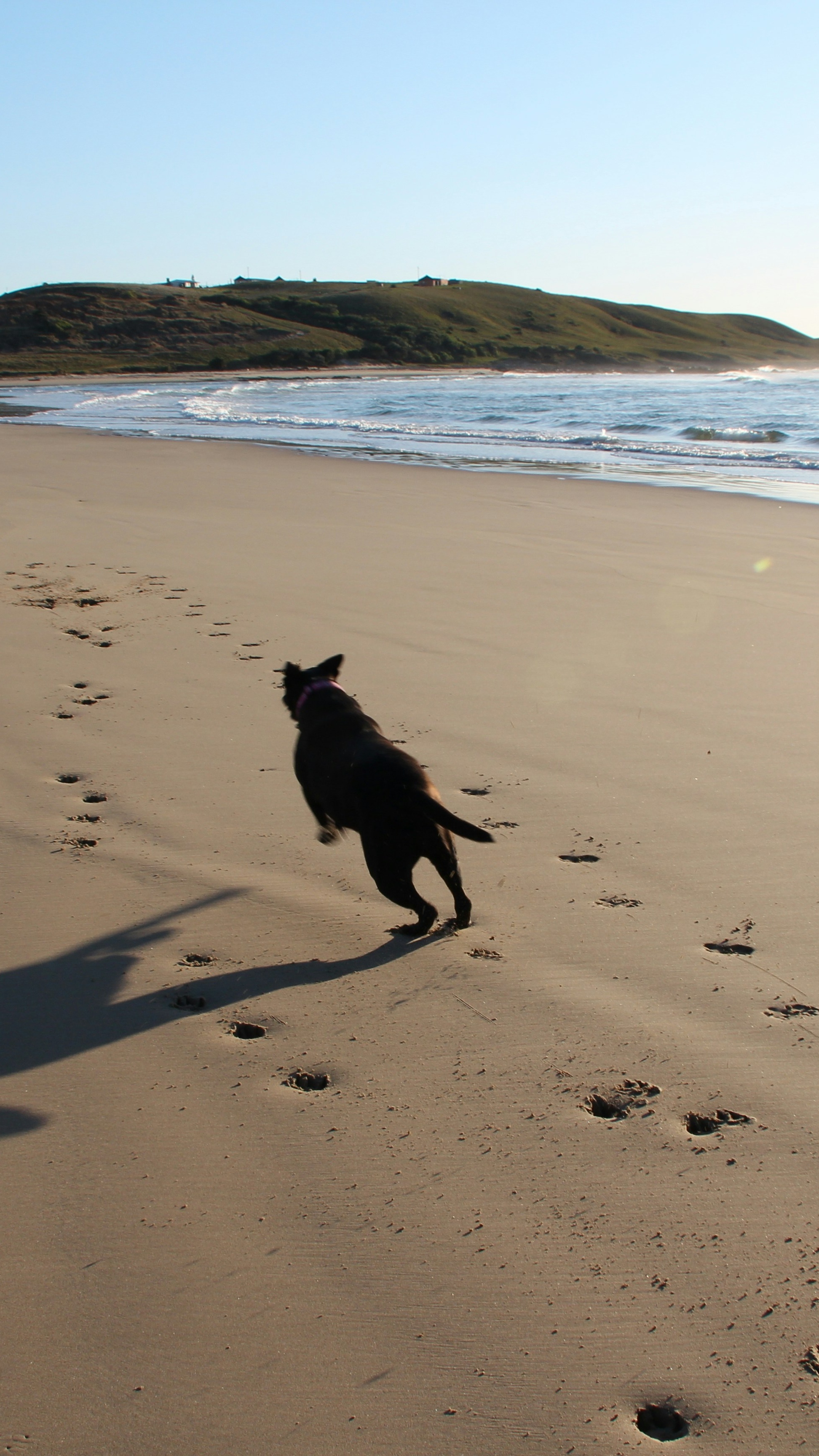 Black Dog Running on Sandy Beach