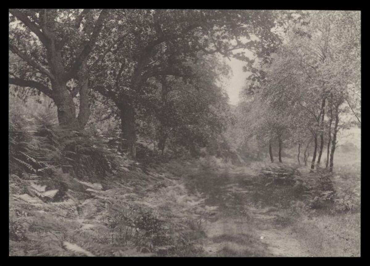 Vintage Black and White Forest Path