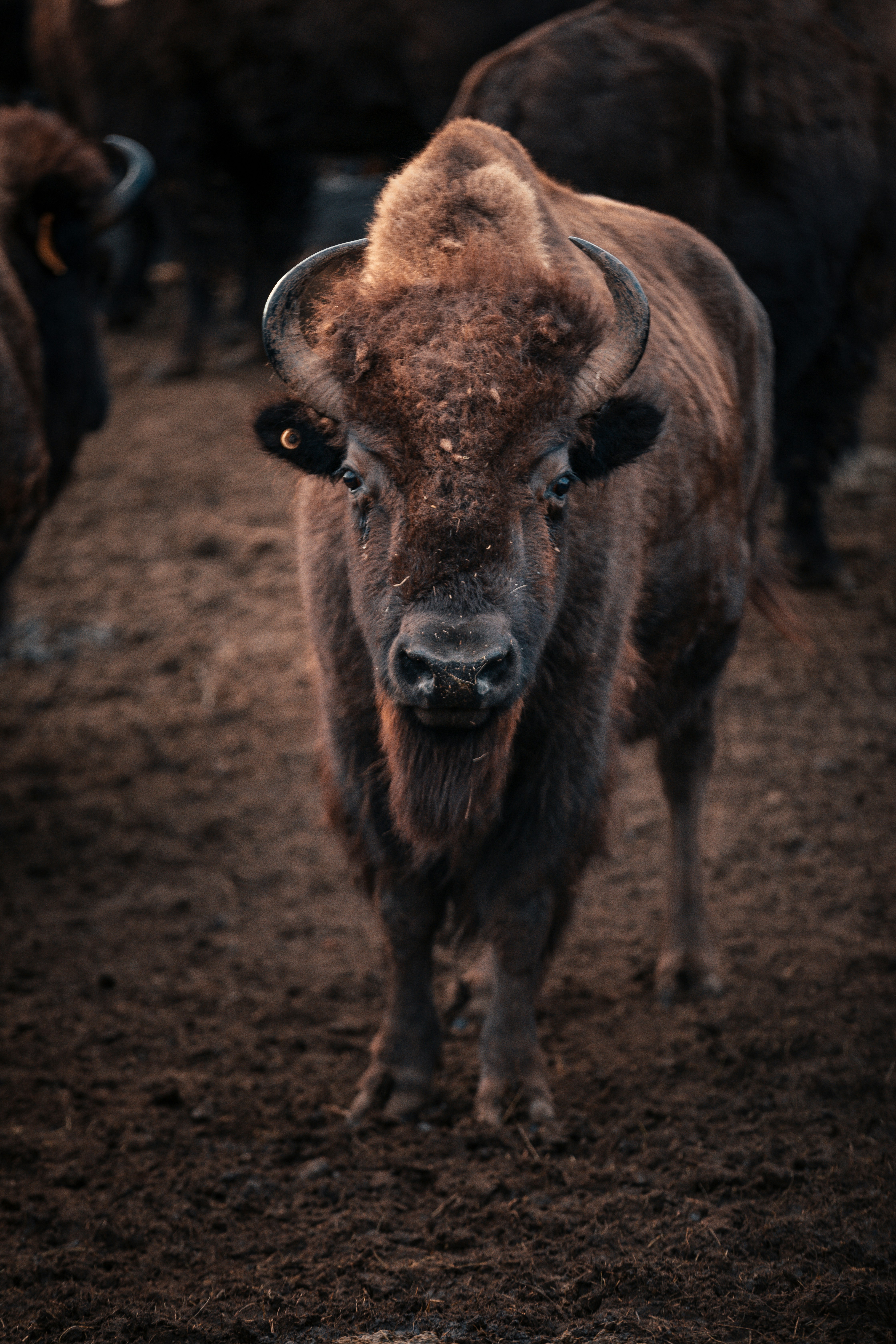 Bison Portrait on Muddy Ground