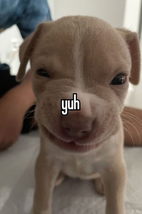 Smiling Puppy 'Yuh' Meme