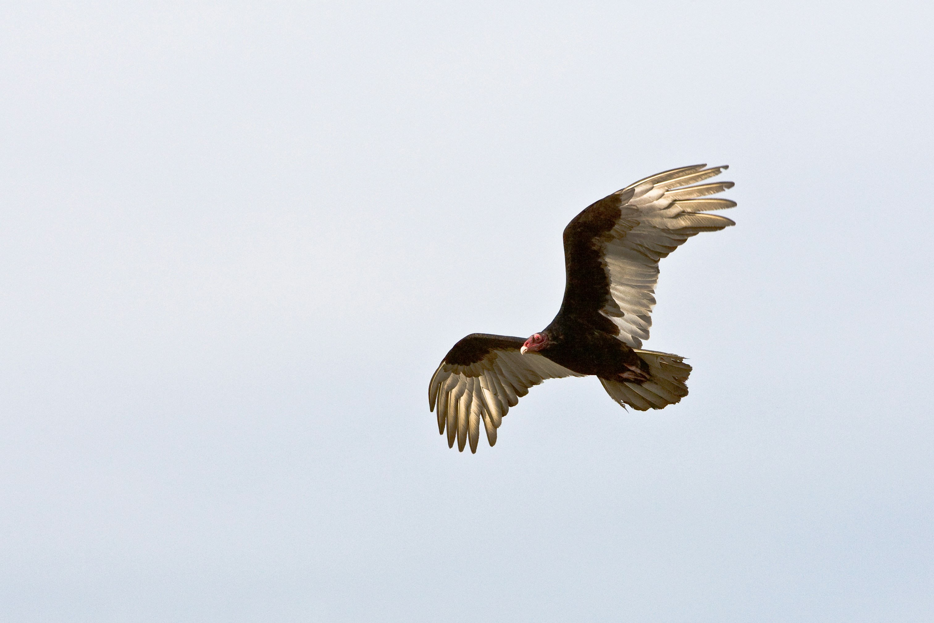 Turkey Vulture In Flight
