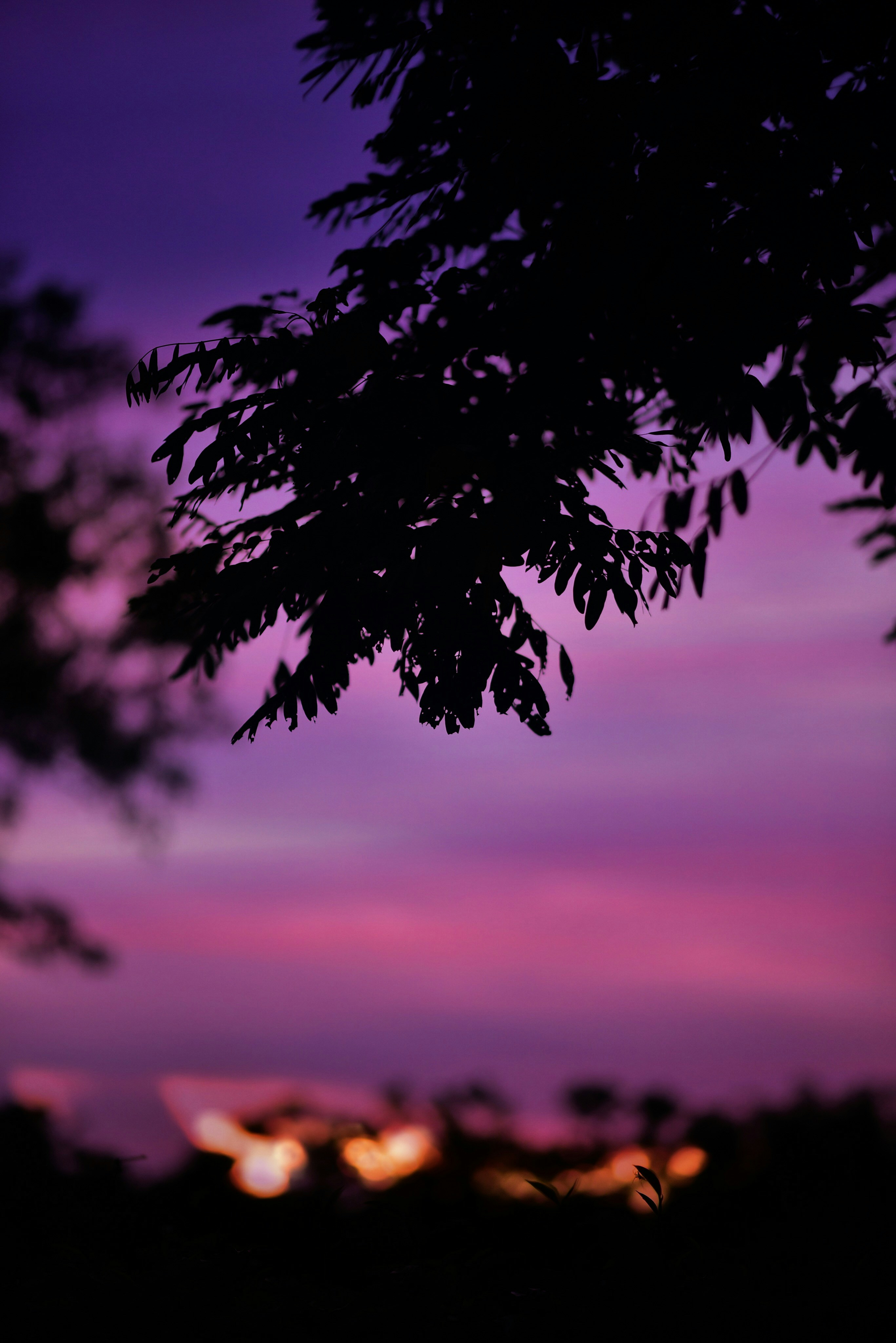 Twilight Tree Silhouette