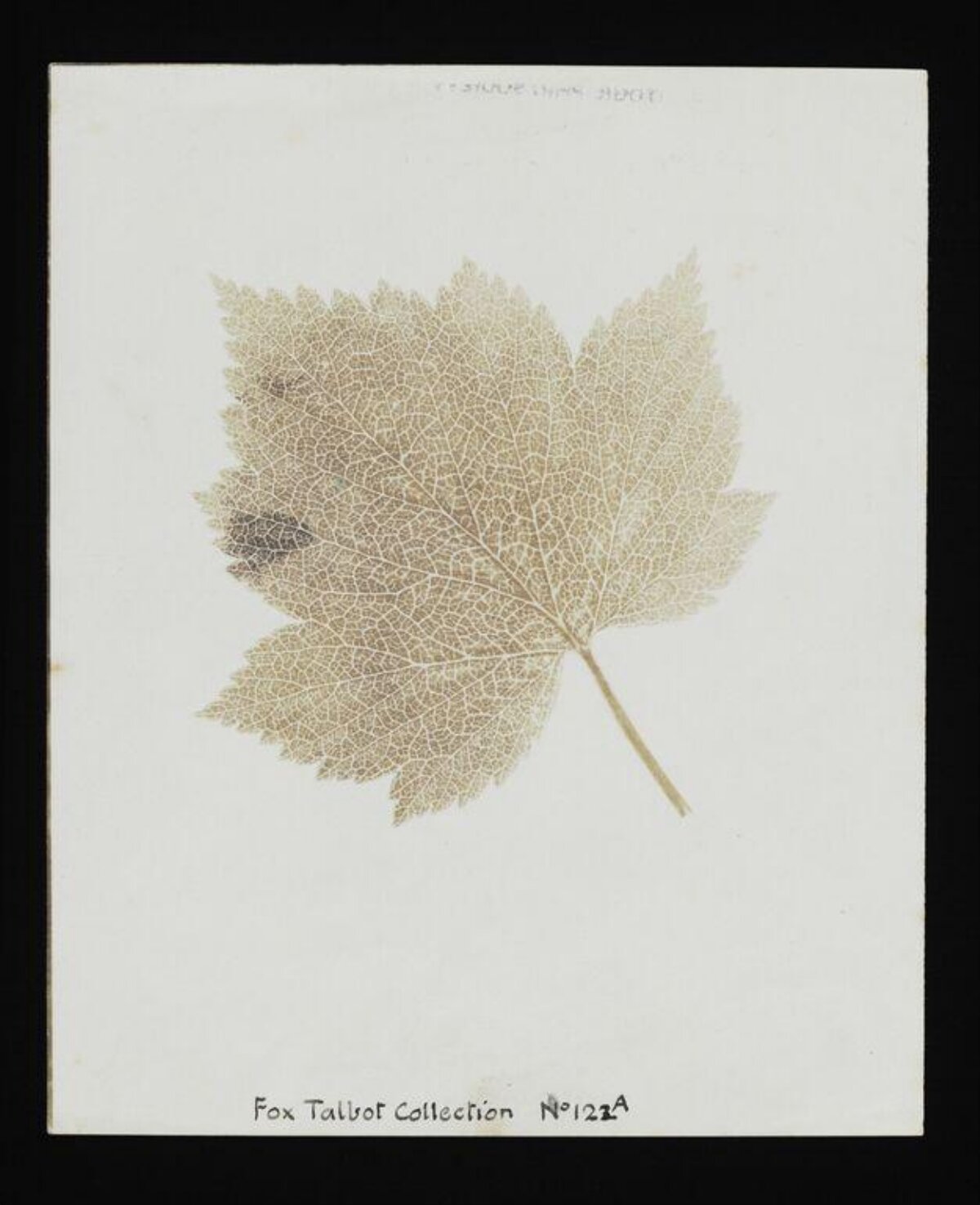 Pressed Leaf Skeleton Herbarium Specimen