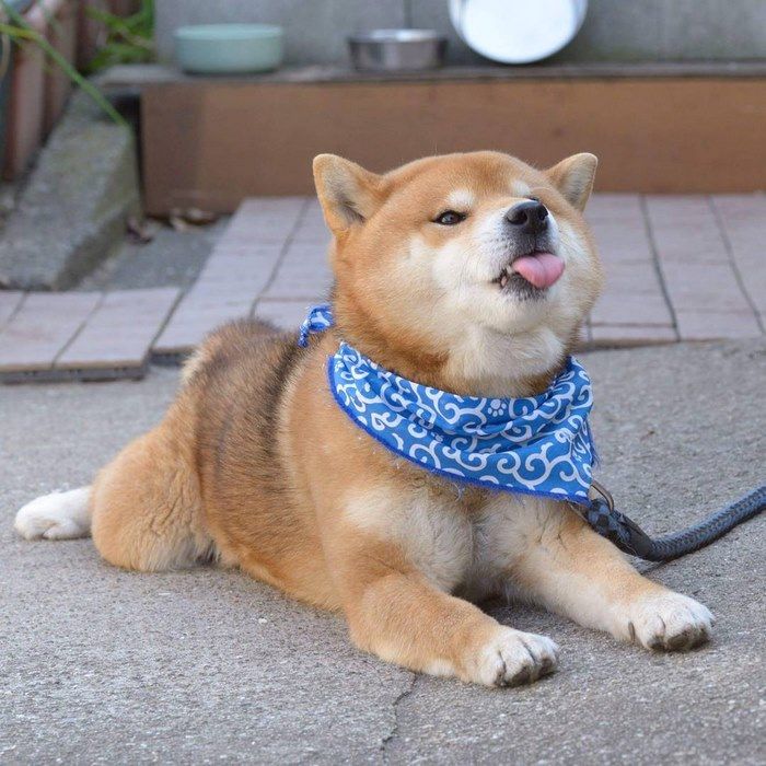 Content Shiba Inu Resting Outdoors