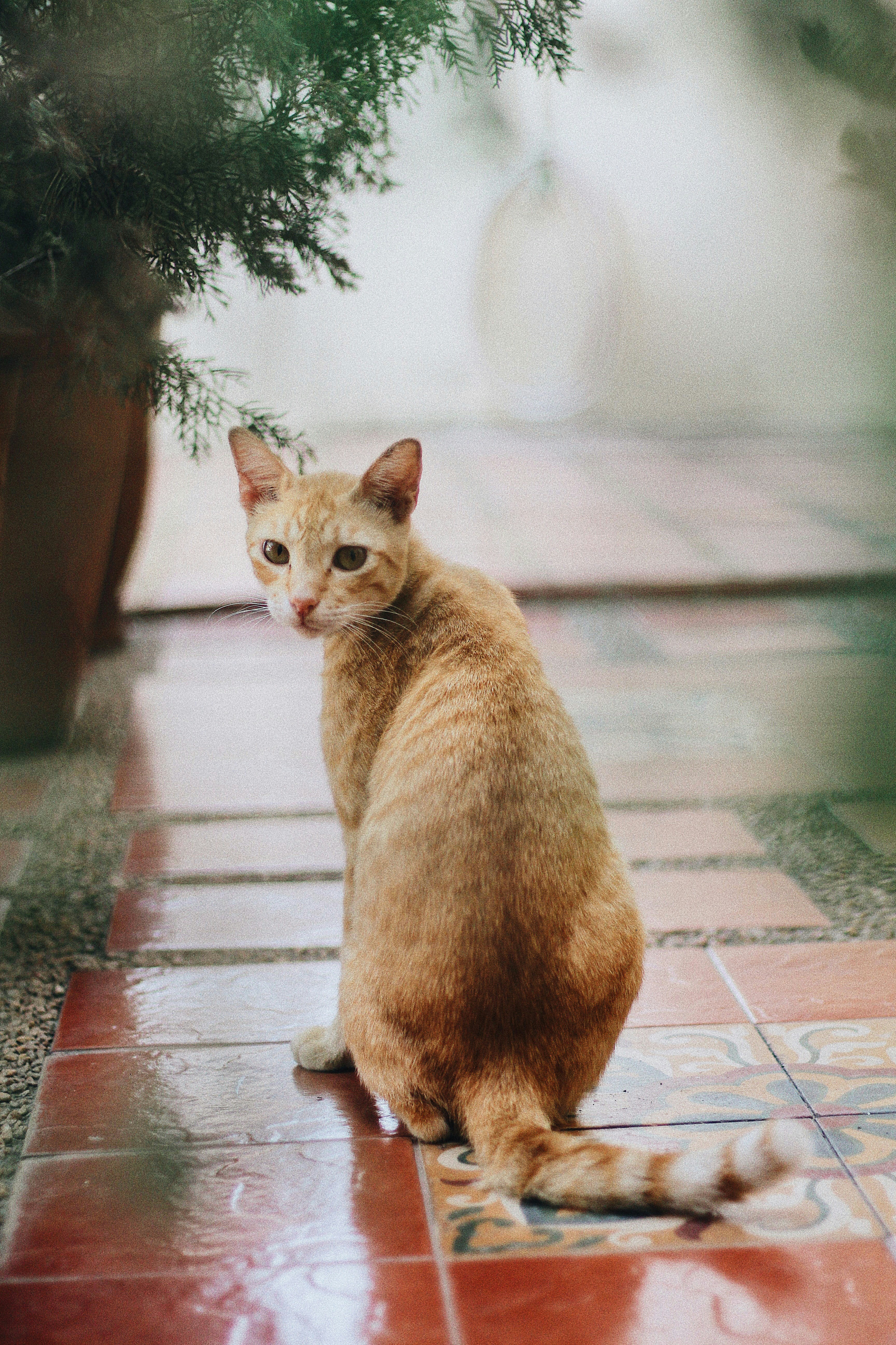 Orange Tabby Cat Looking Back