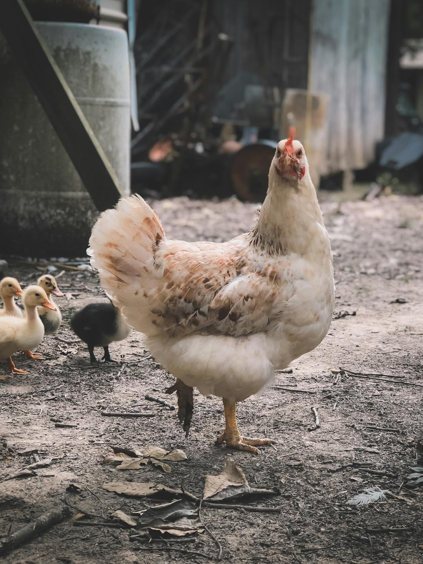 Farm Hen With Baby Ducklings — Funny