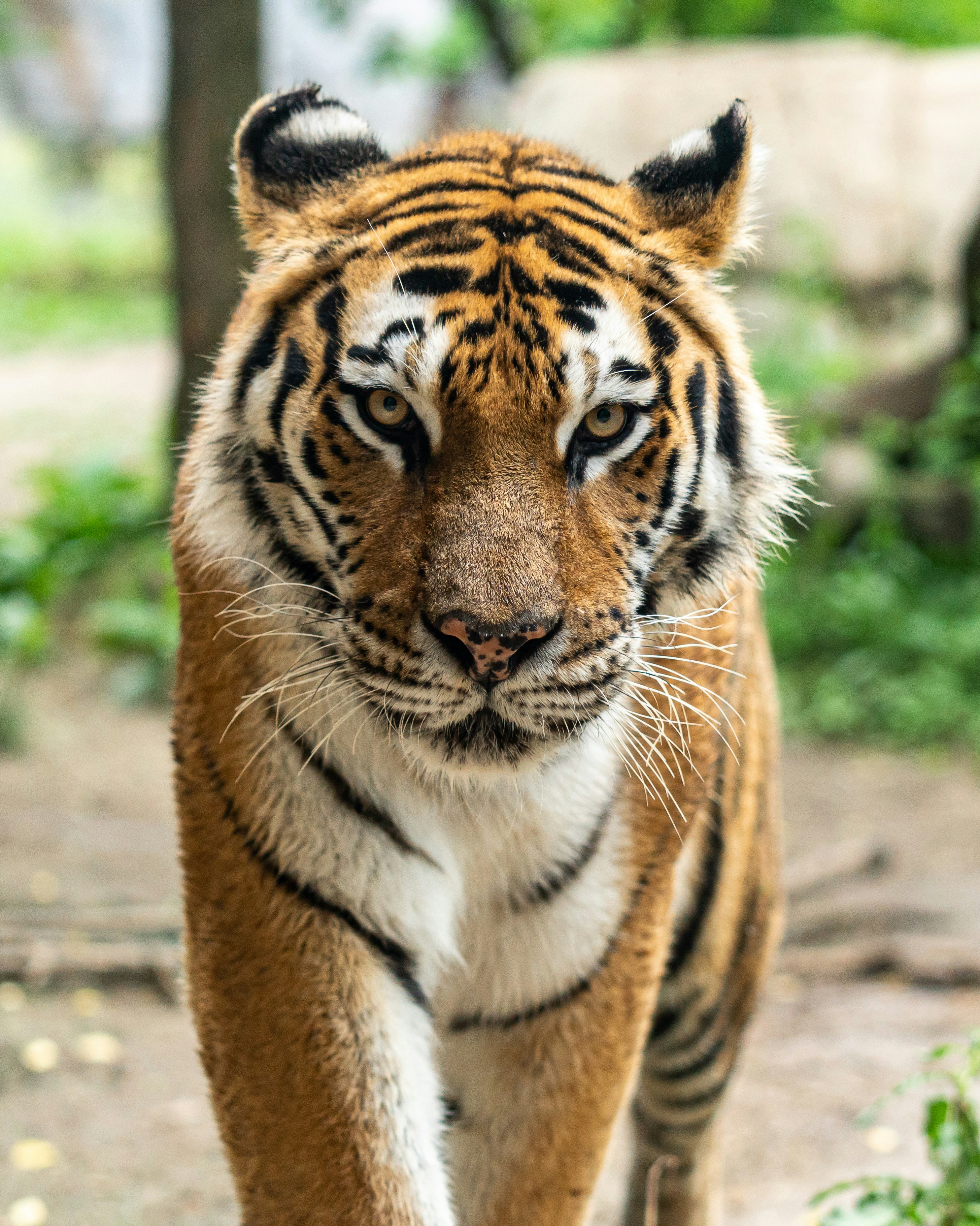 Portrait of a Tiger Facing Forward