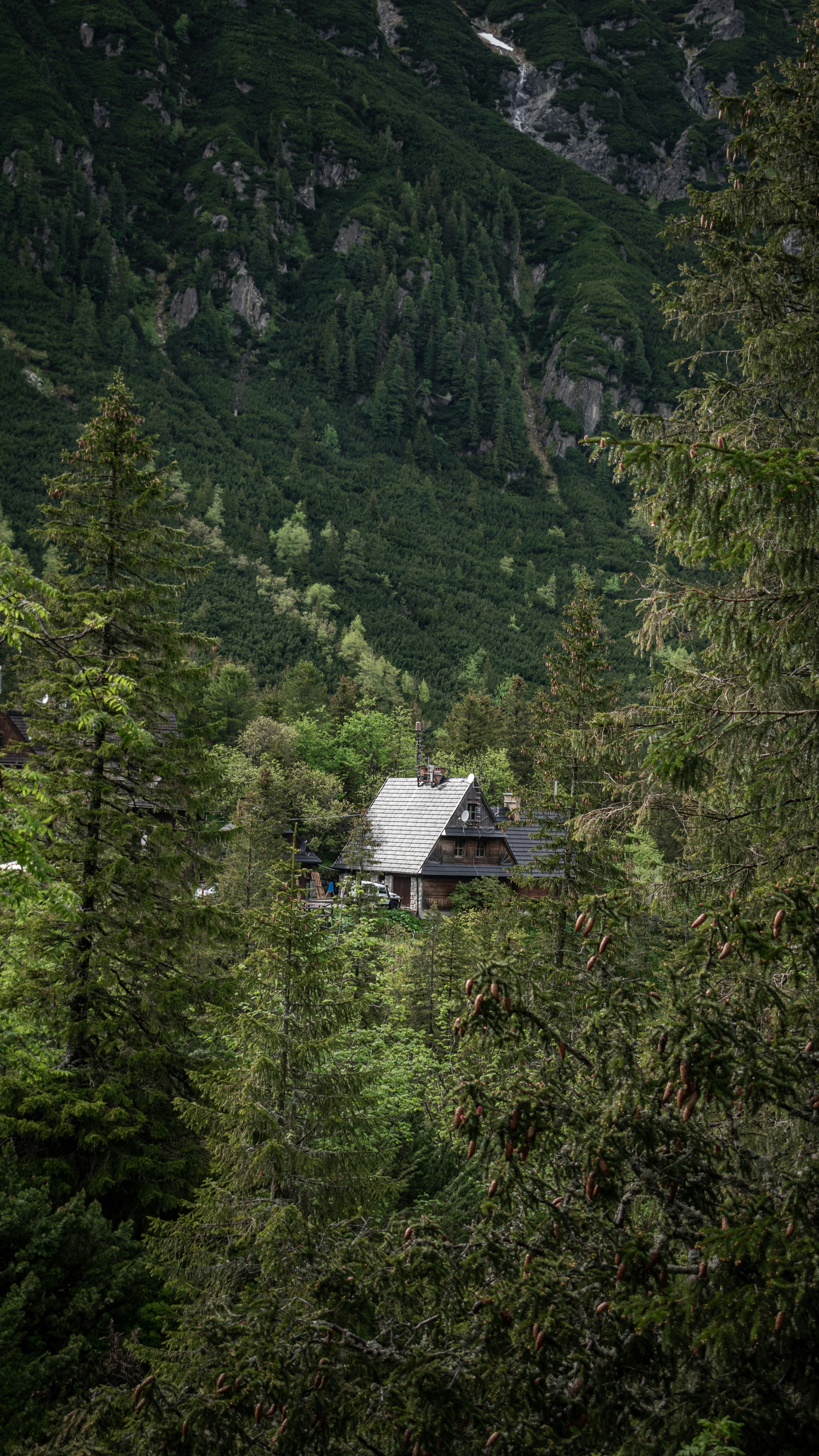 Wooden Cabin in Mountain Forest