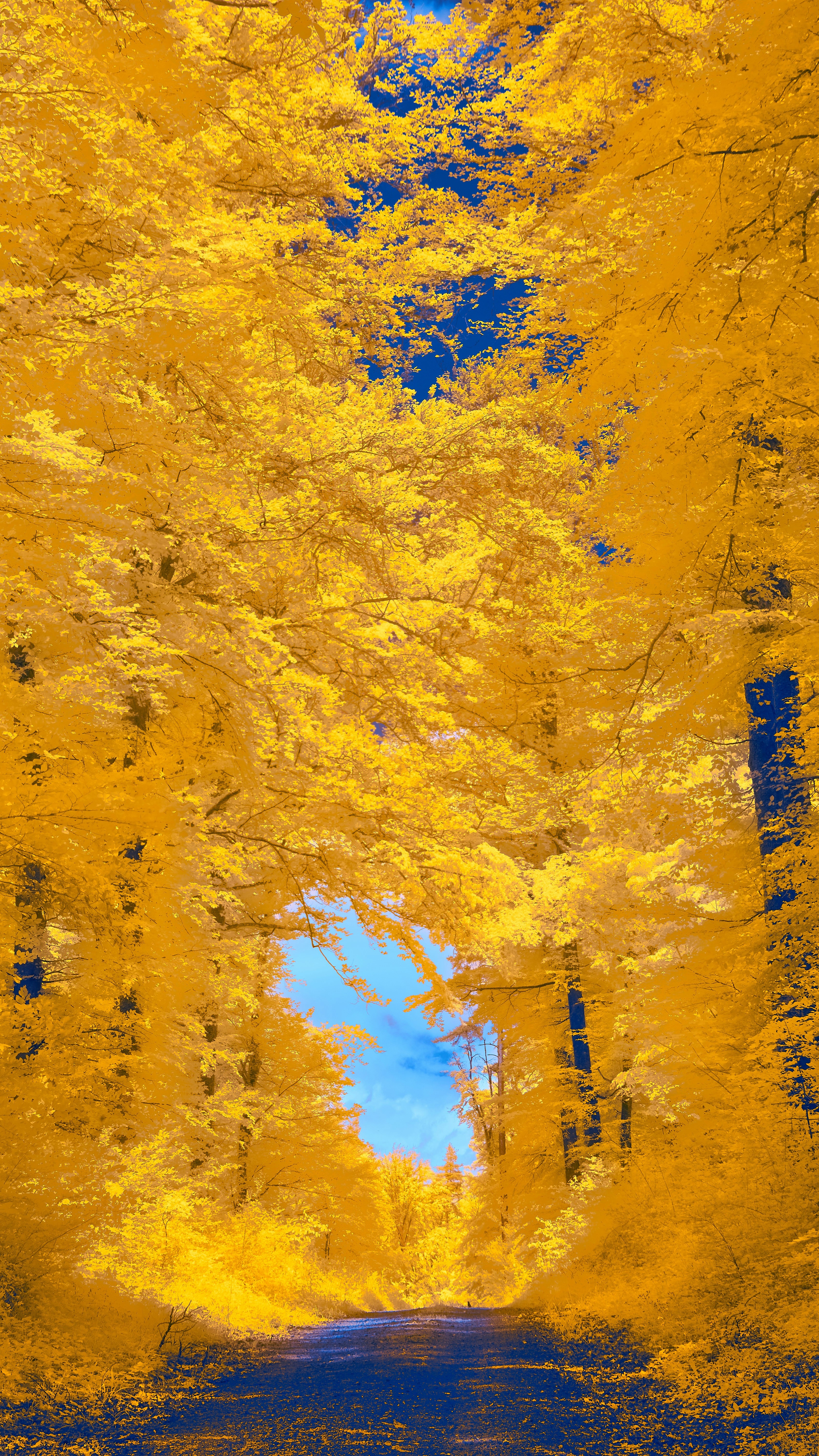 Wallpapers