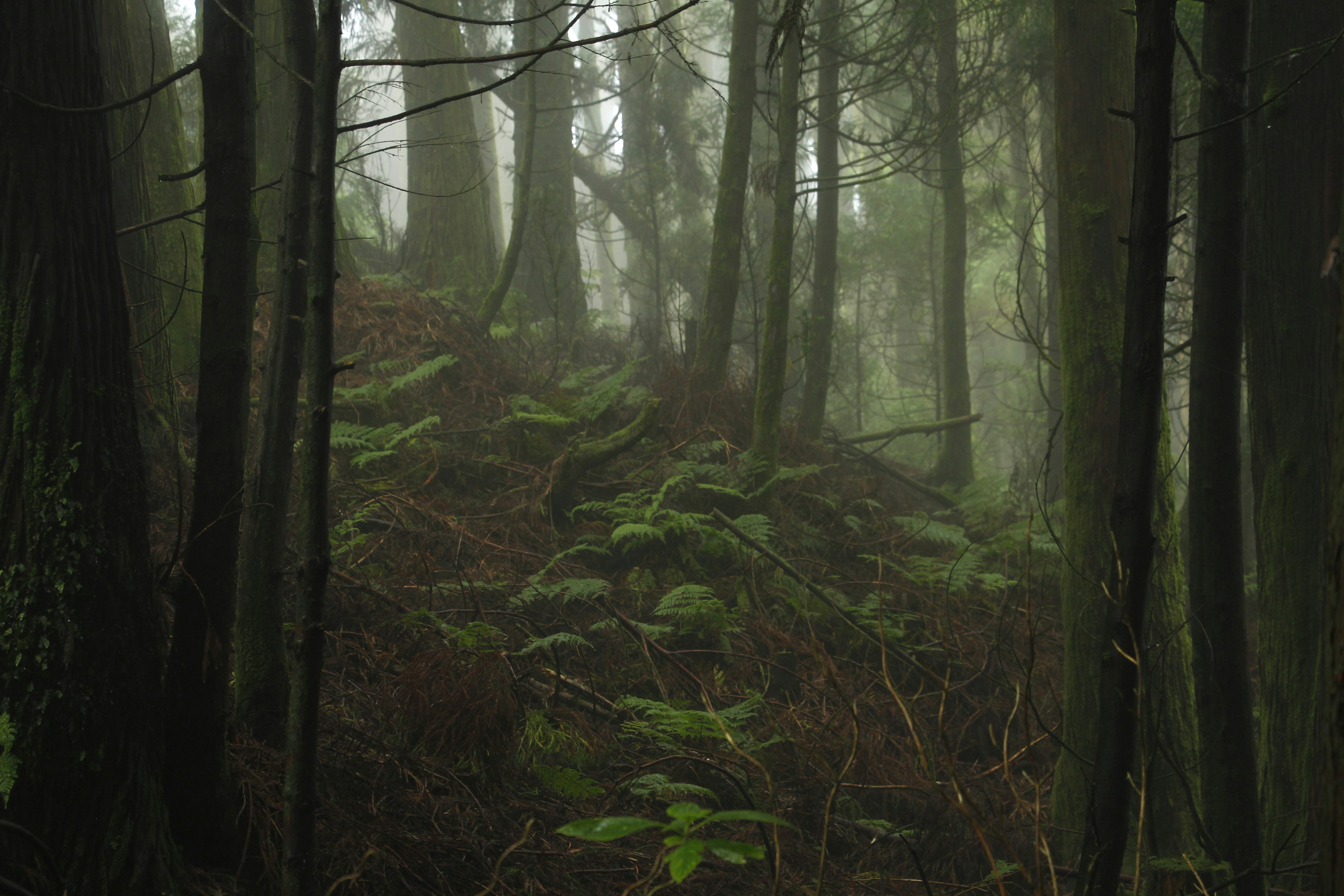 Misty Dense Forest