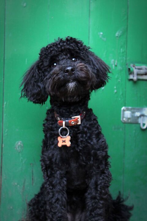 Black Curly Dog Against Green Door