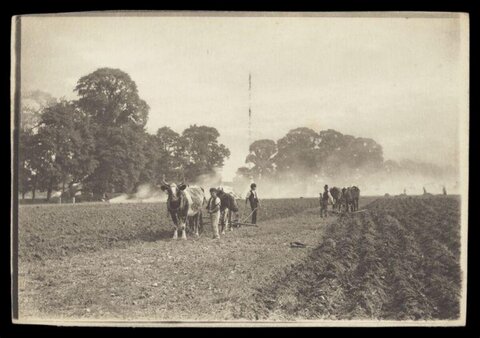Vintage Oxen Plowing in Farm Field