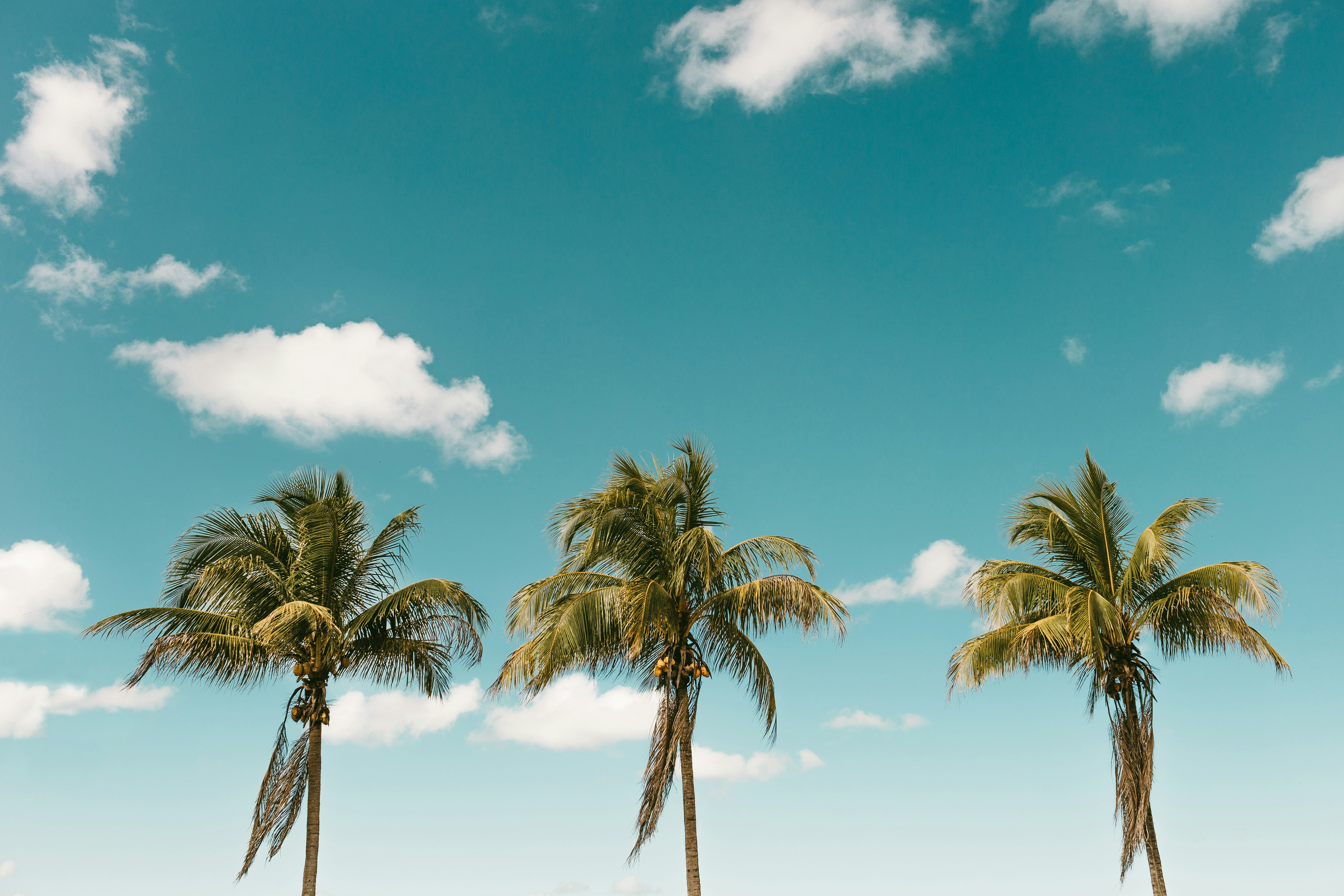 Three Coconut Palms Under Blue Sky