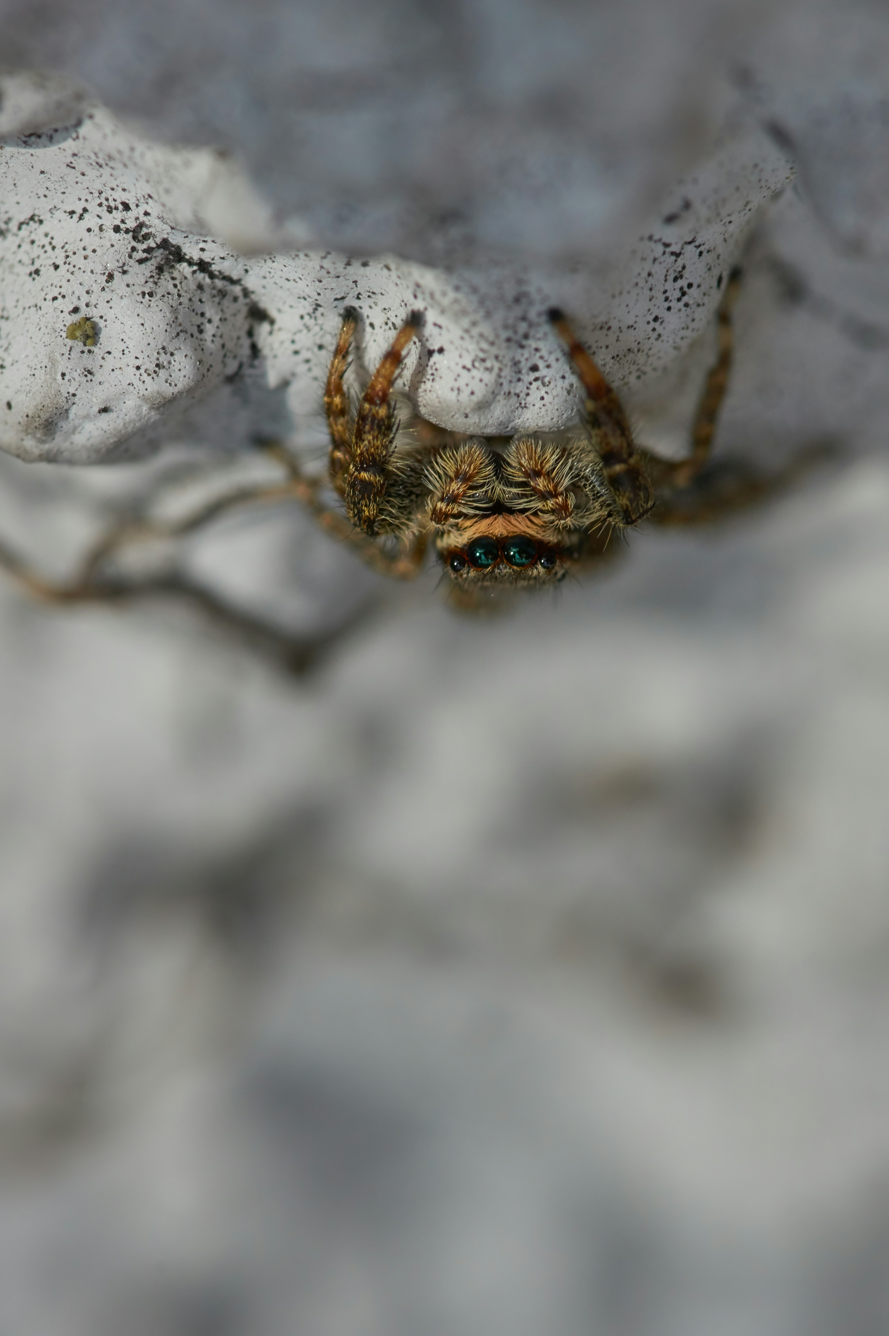Close-up of a Jumping Spider